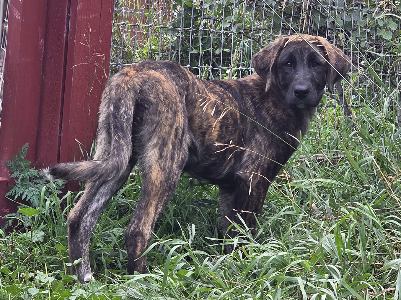 Friendly Anatolian / Leonberger / Kangal Puppy image 1