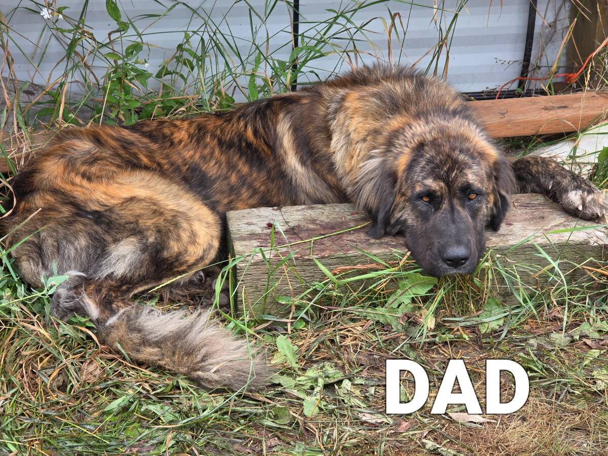 Friendly Anatolian / Leonberger / Kangal Puppy image 6