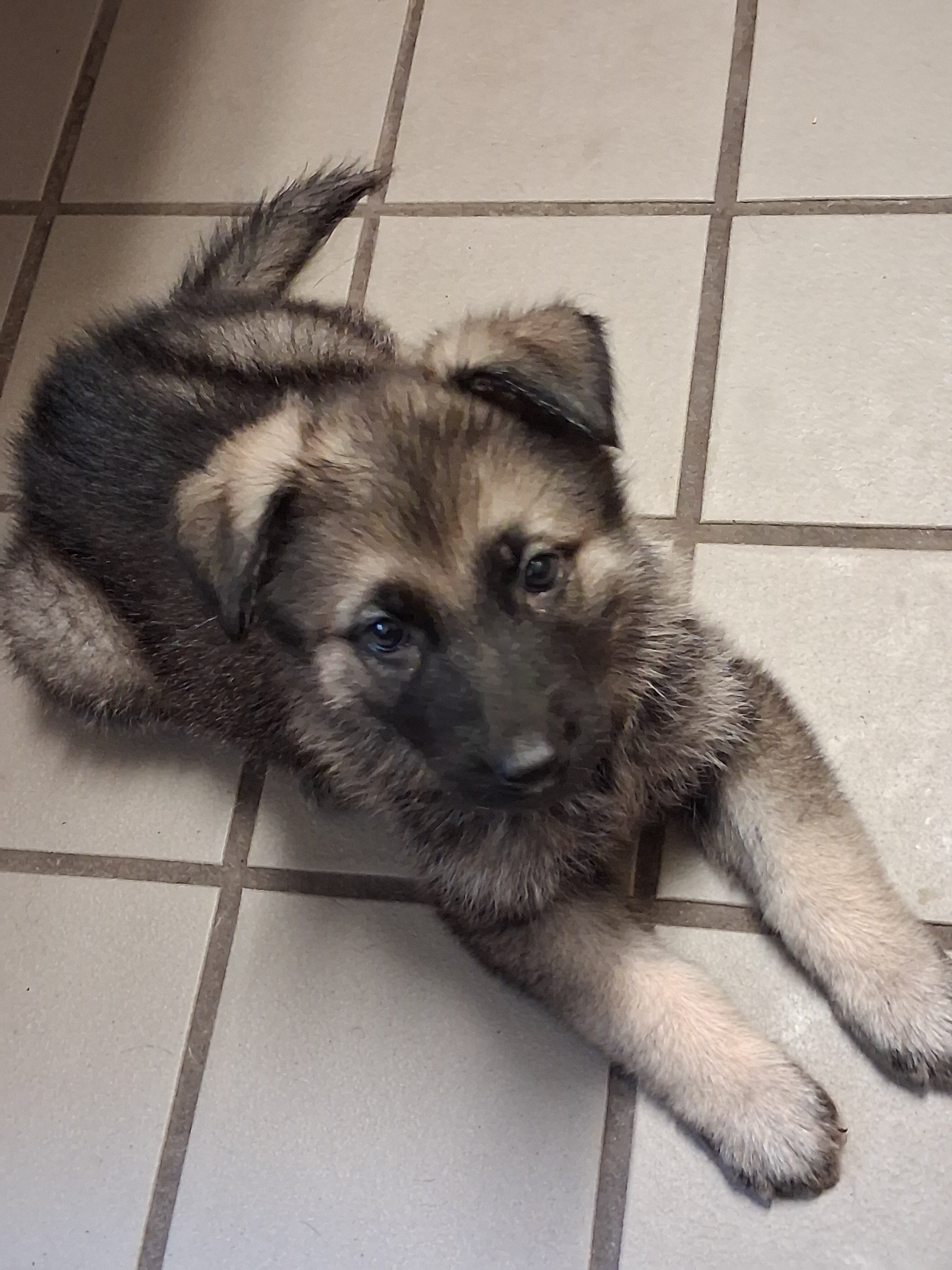 German shepherd puppies image 1