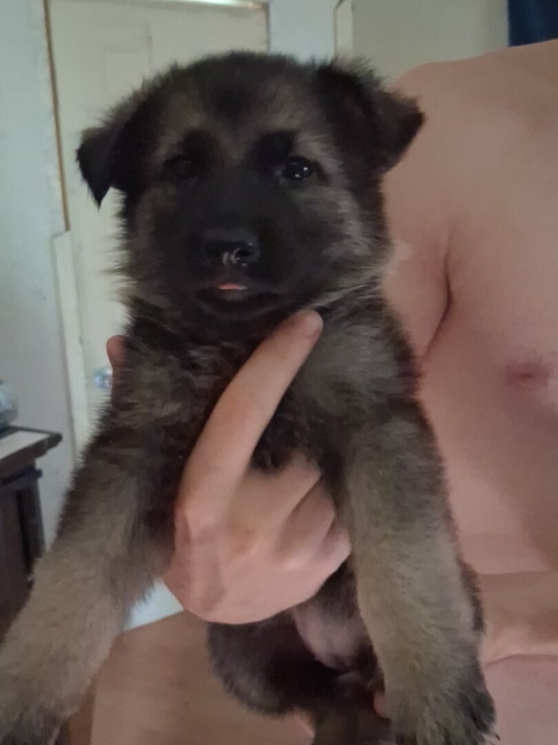 German shepherd puppies image 2