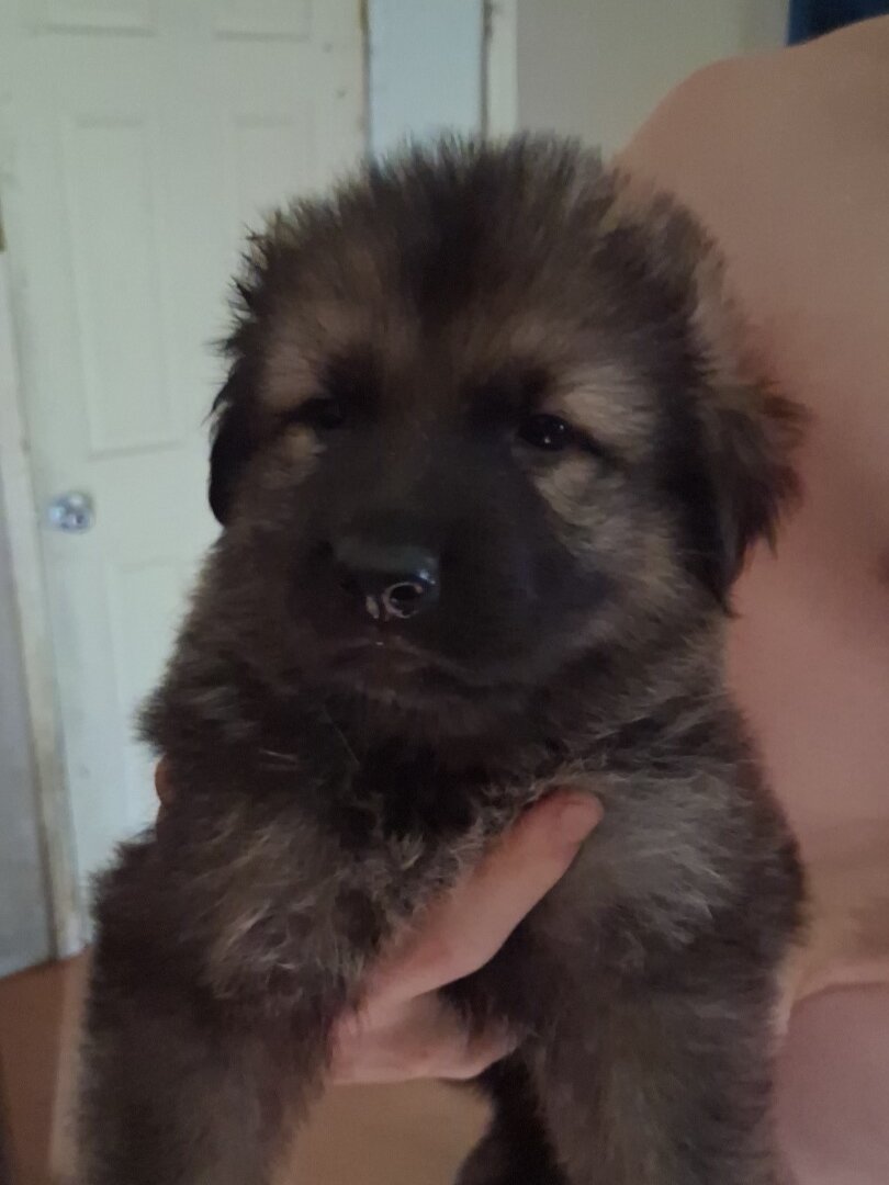 German shepherd puppies image 3
