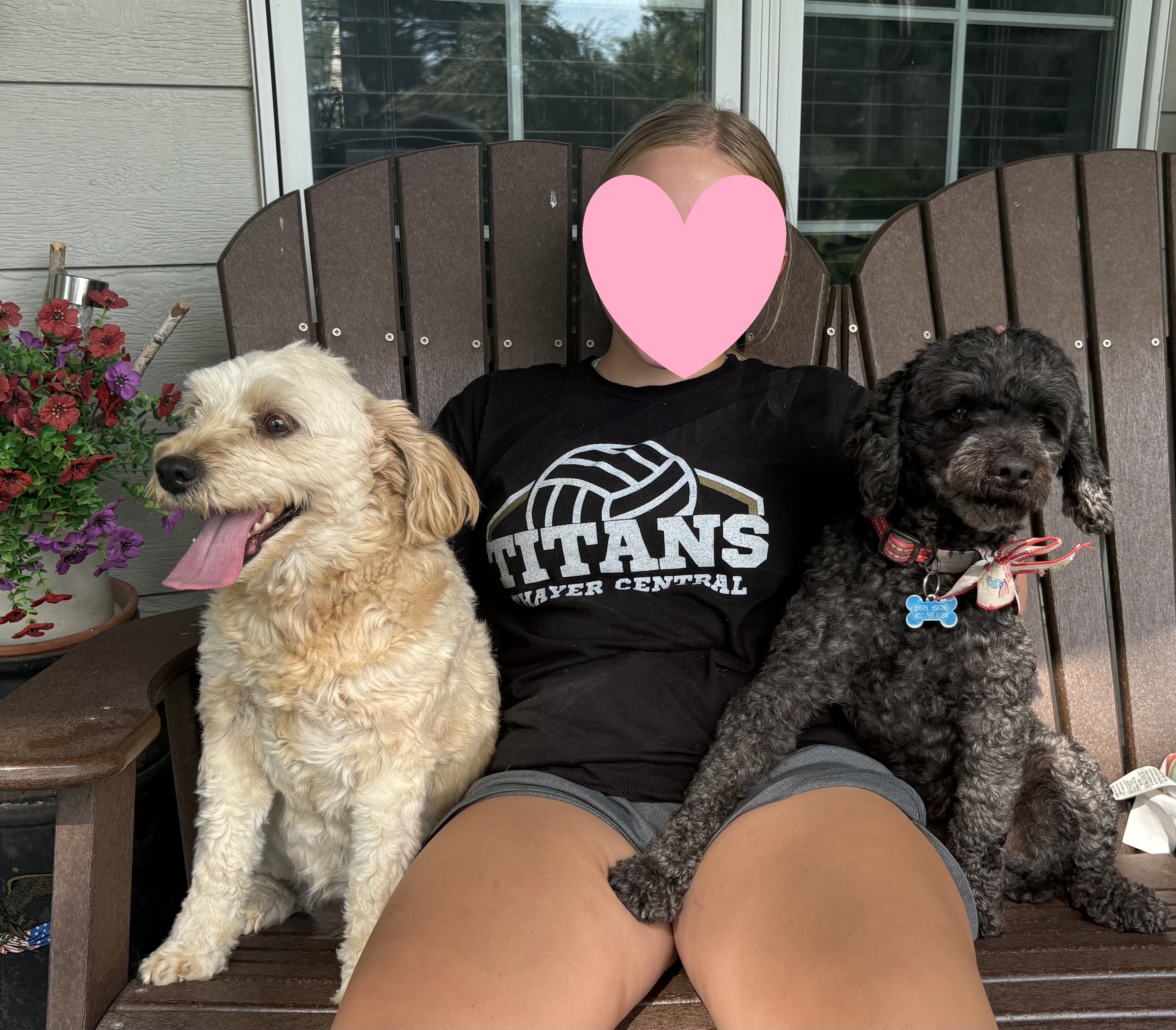 5 yr old Miniature Labradoodle image 3