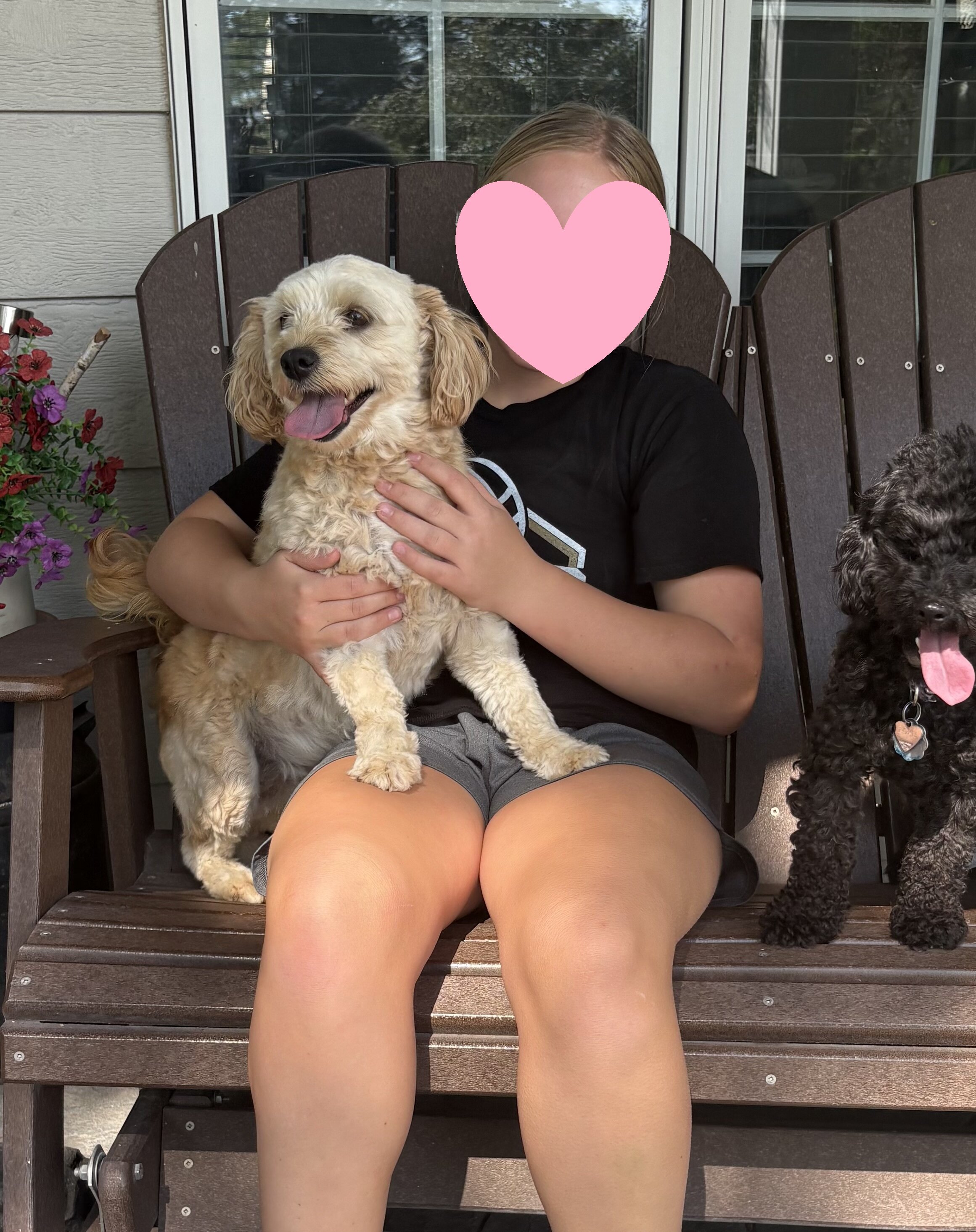 5 yr old Miniature Labradoodle image 2