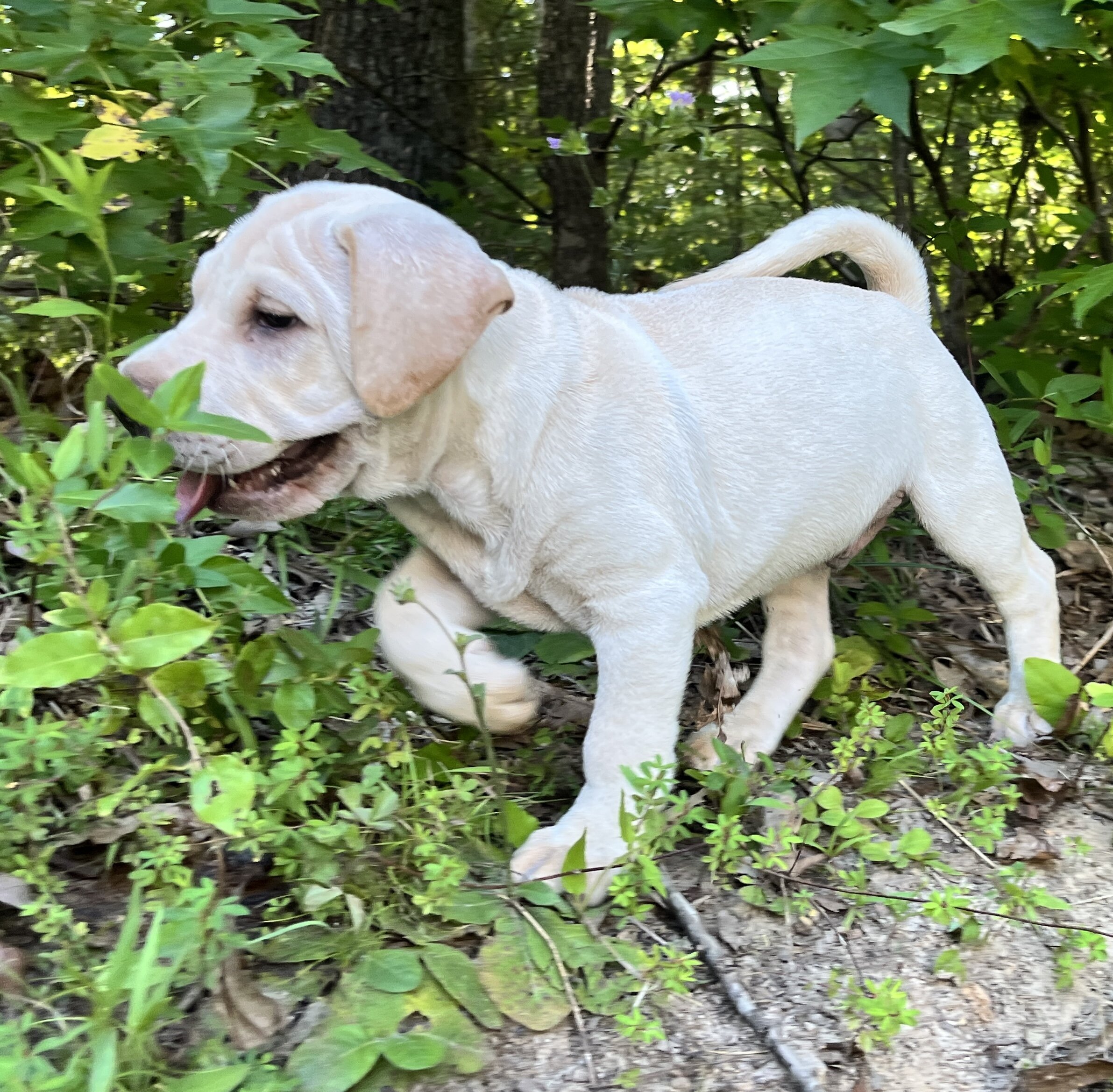 Beagle/Cona Corsa Puppies image 3