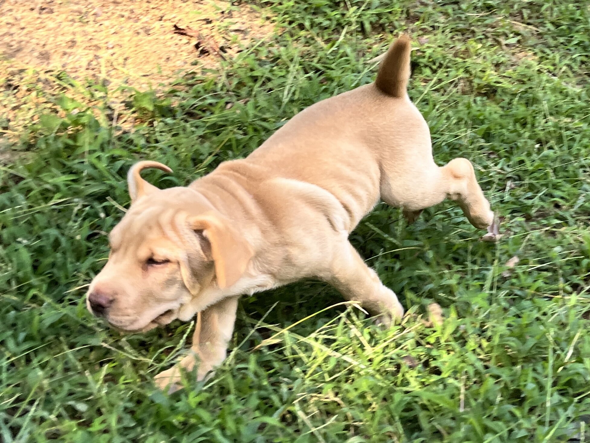 Beagle/Cona Corsa Puppies image 1