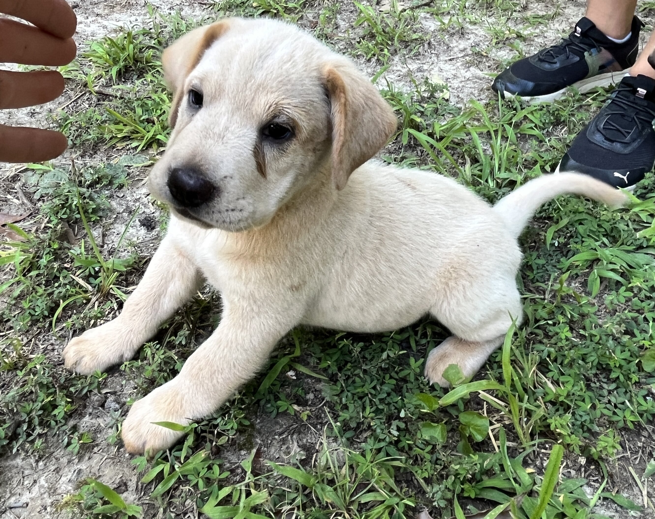 Beagle/Cona Corsa Puppies image 2