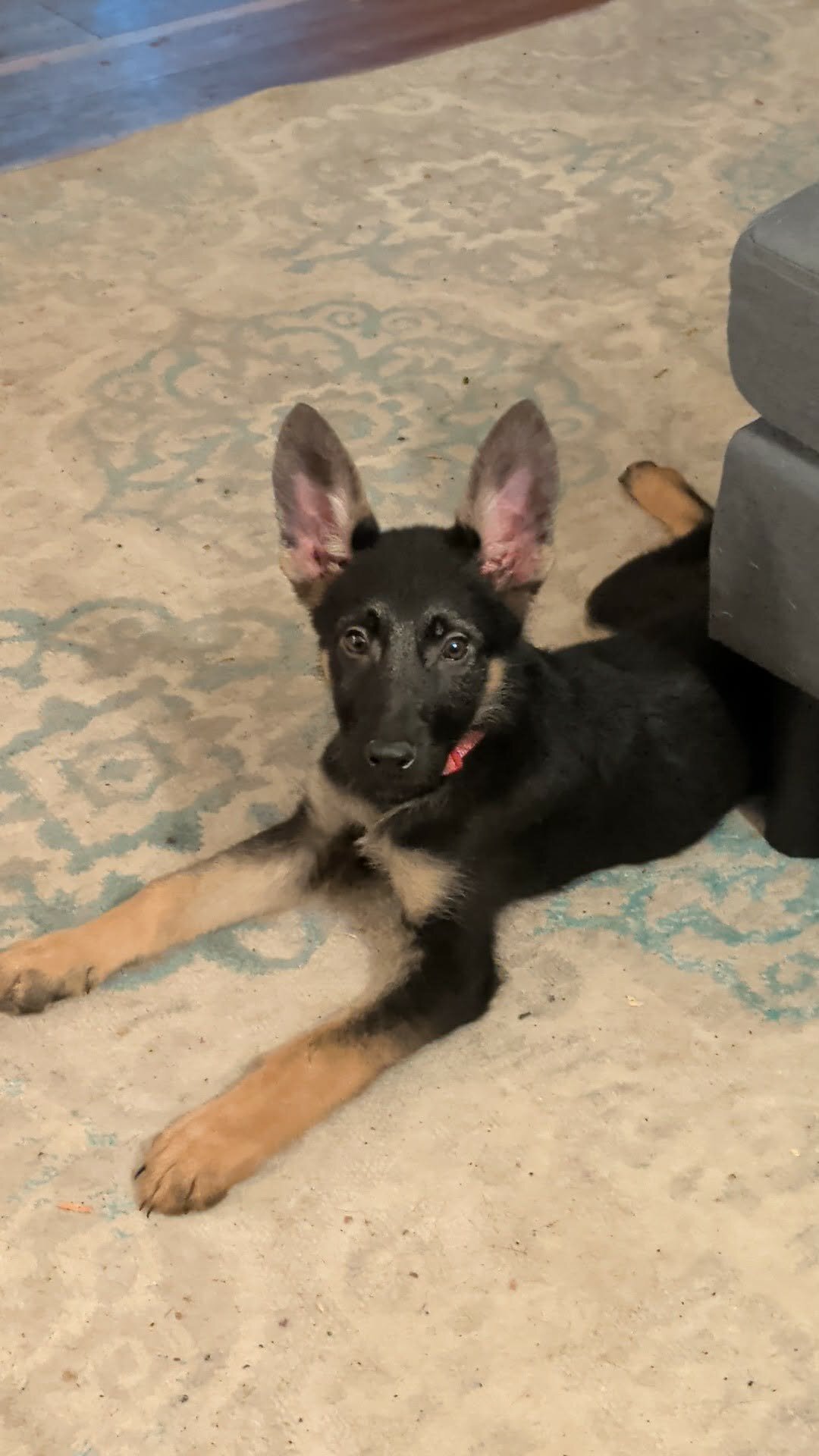 12 week old female German Shepherd image 1