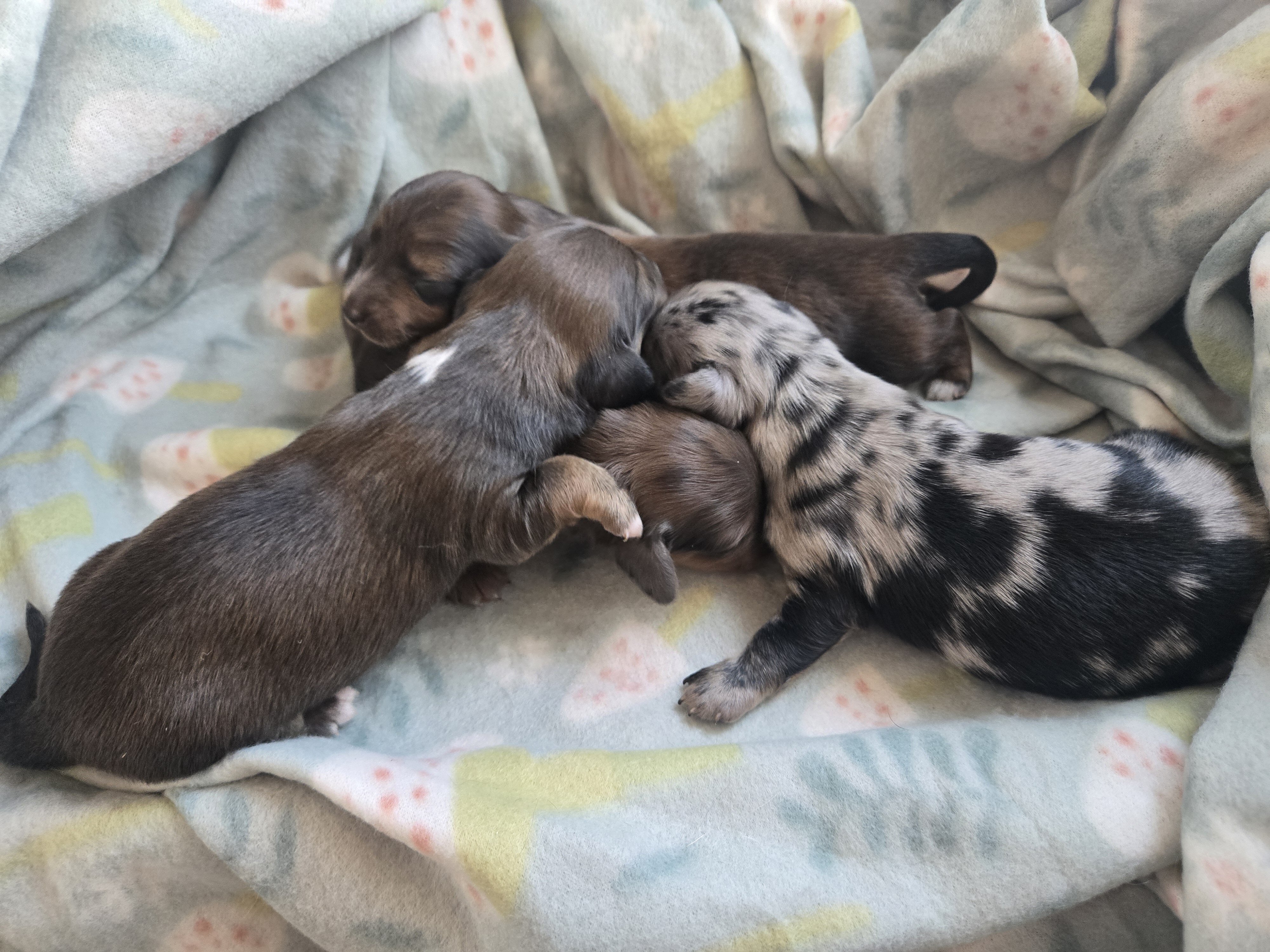 Mini dachshund mini puppies image 1