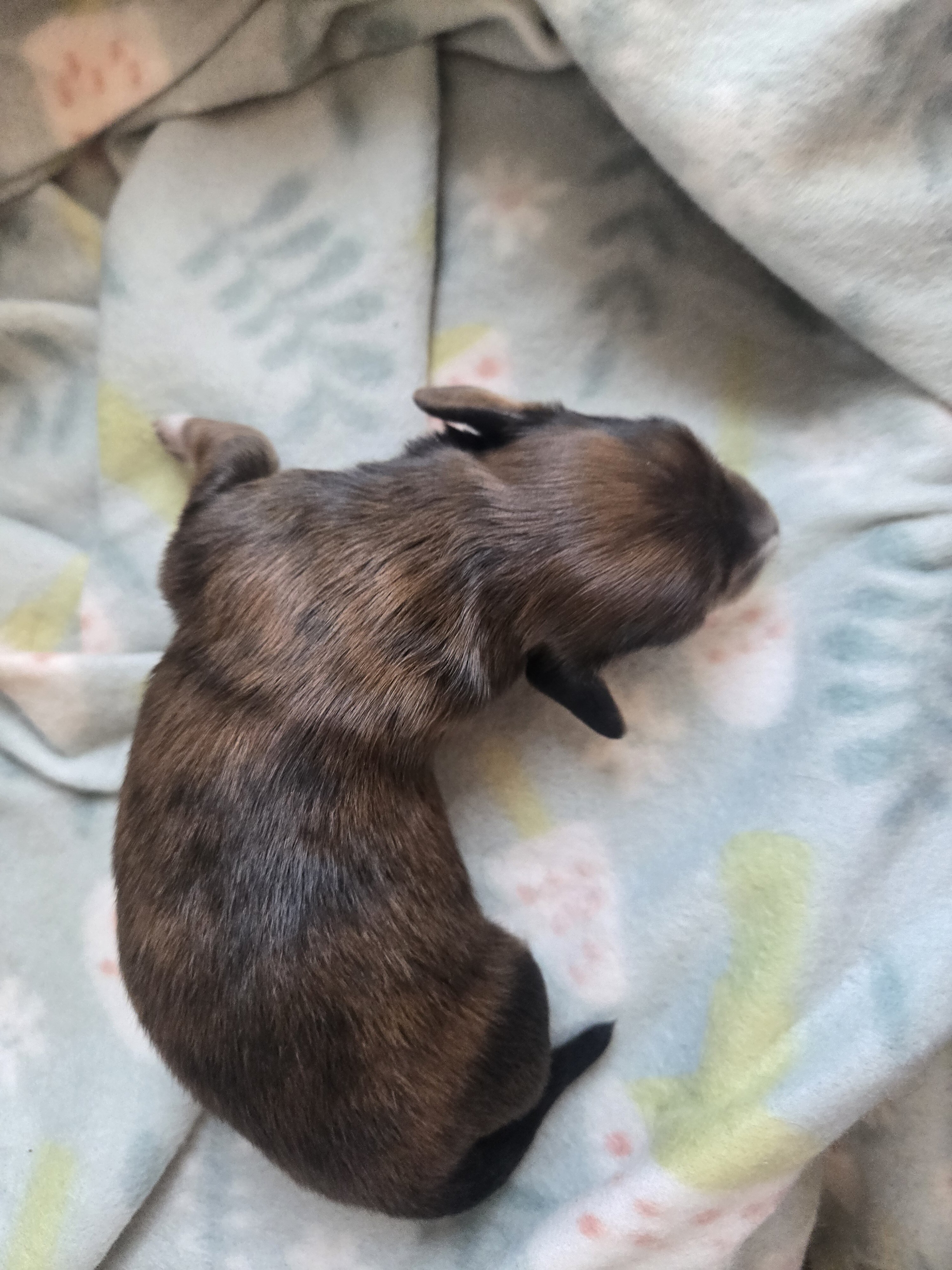 Mini dachshund mini puppies image 4
