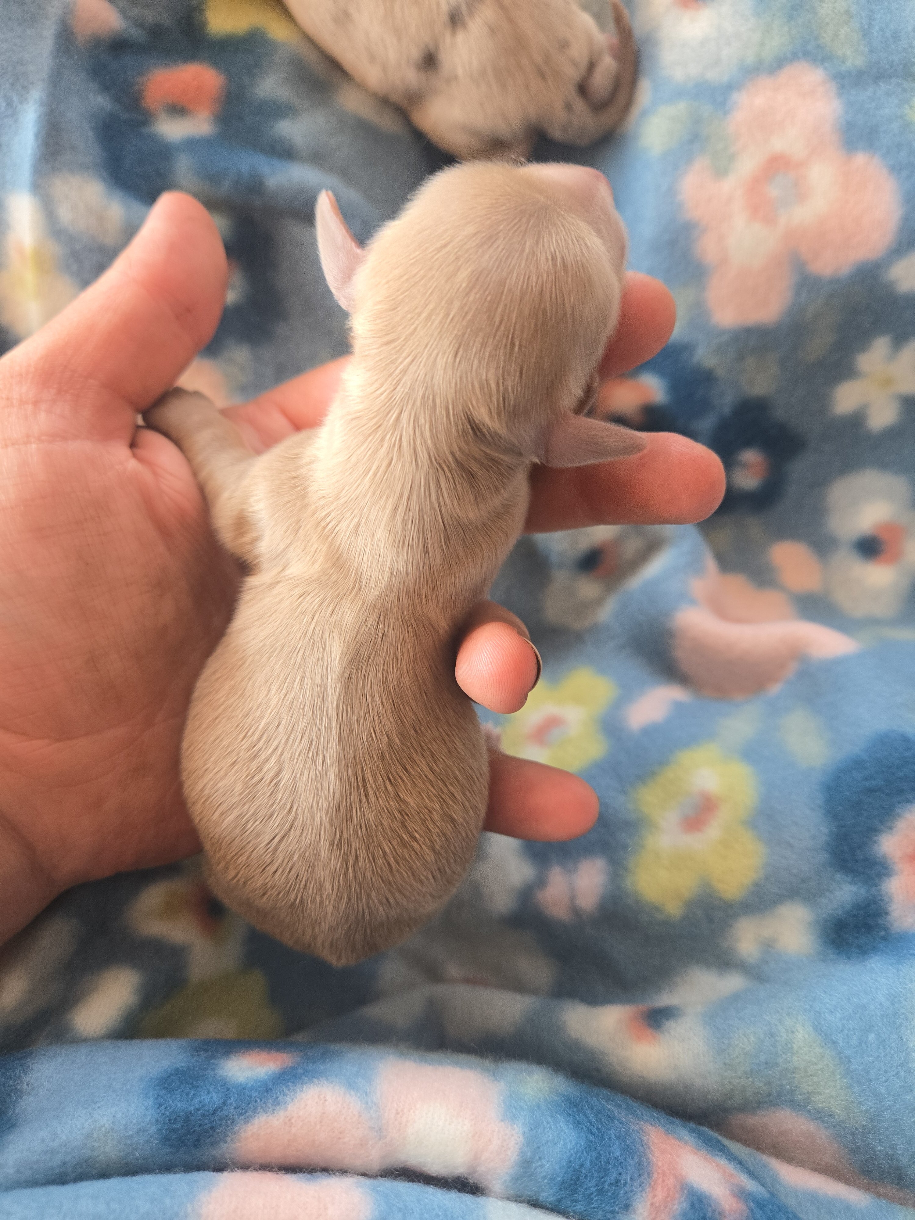 Mini dachshund mini puppies image 2