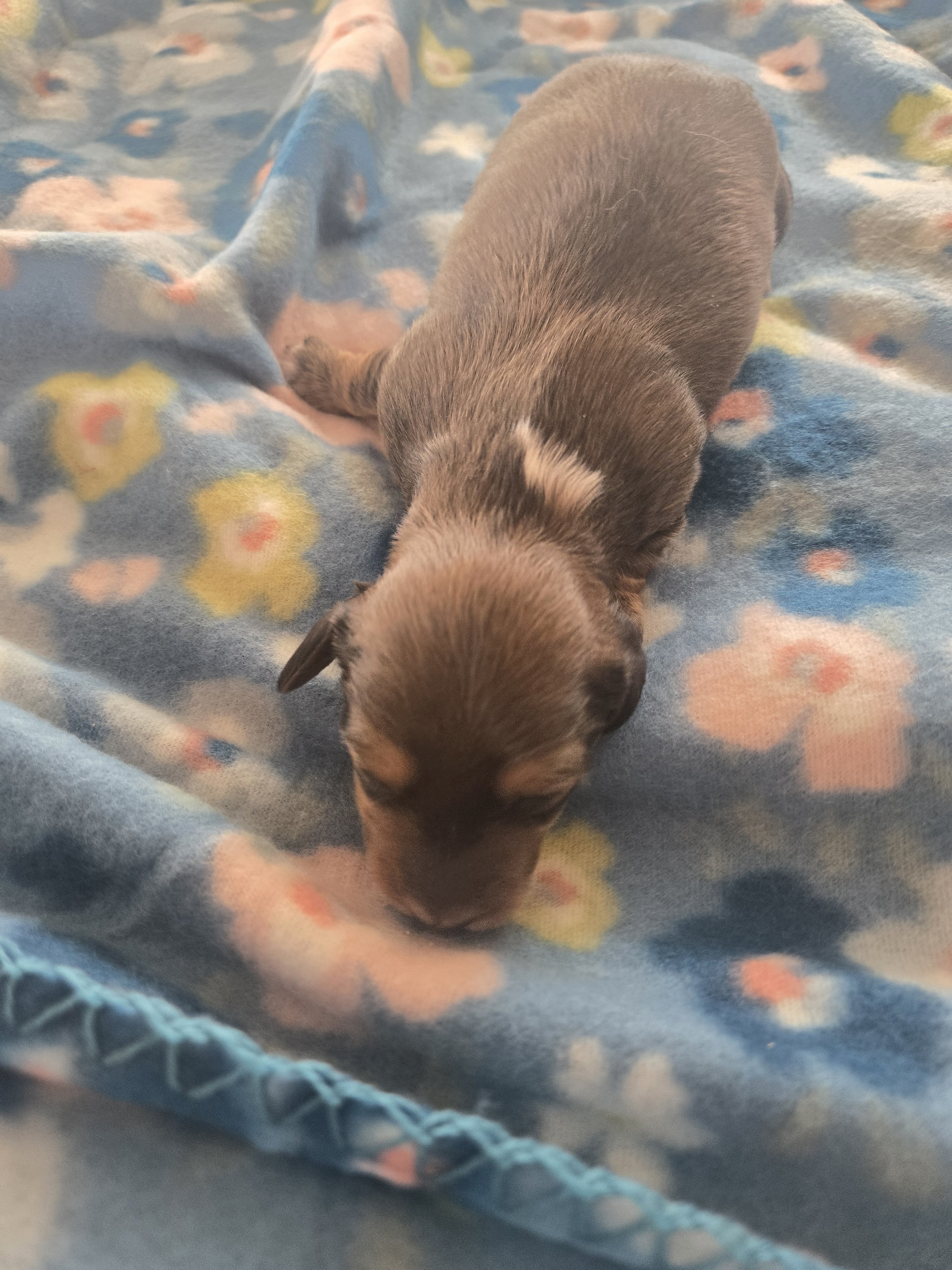 Mini dachshund mini puppies image 3