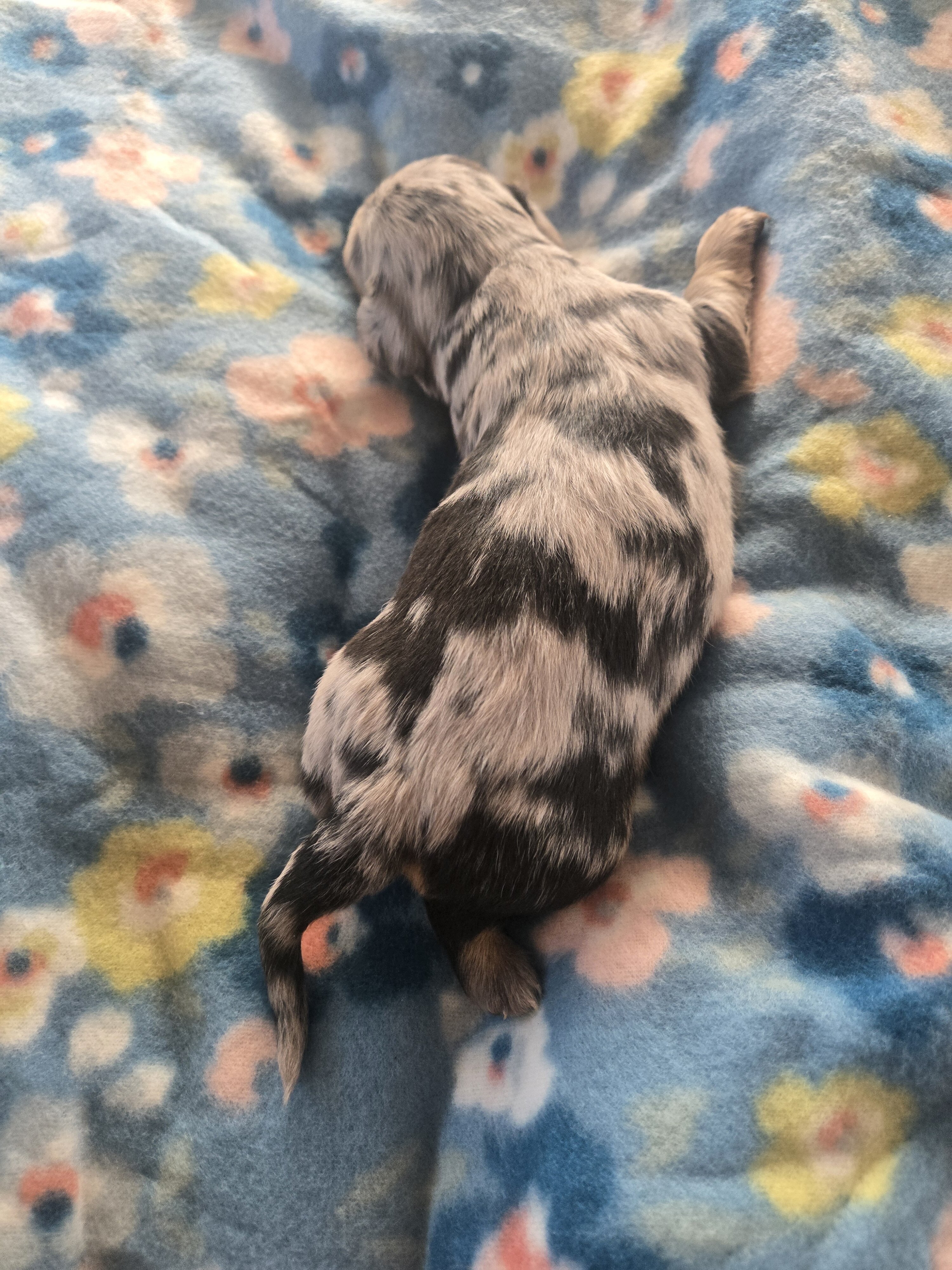 Mini dachshund mini puppies image 5