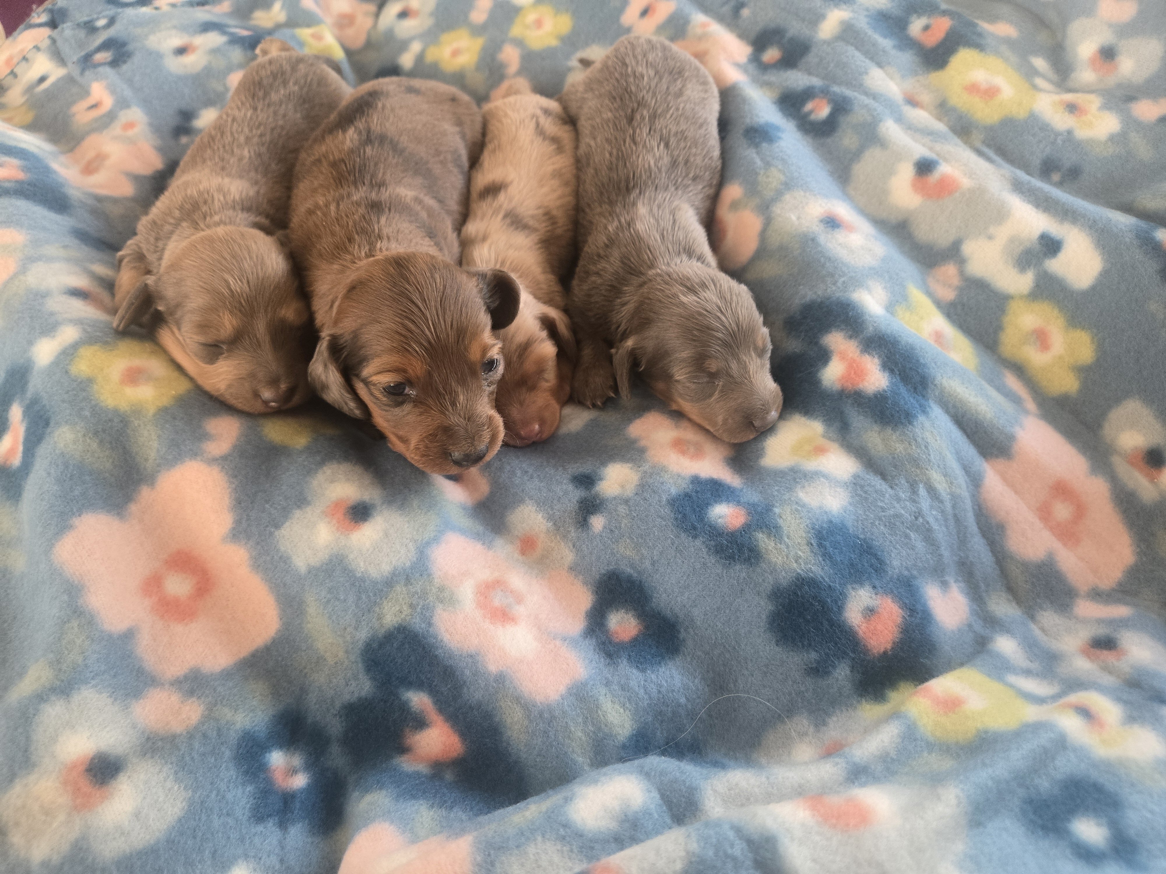 Mini dachshund mini puppies image 6