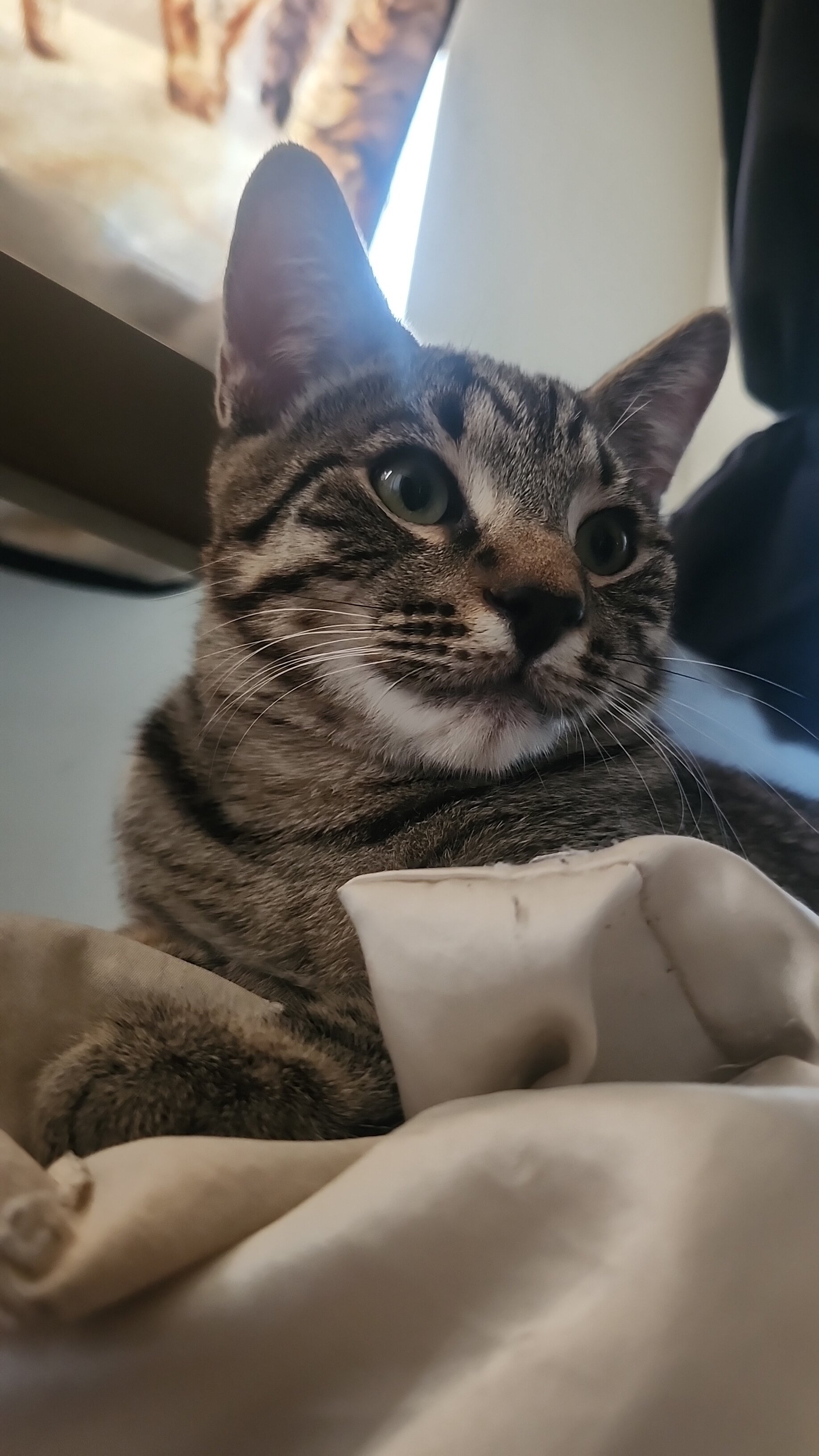 Temporary cat foster image 1