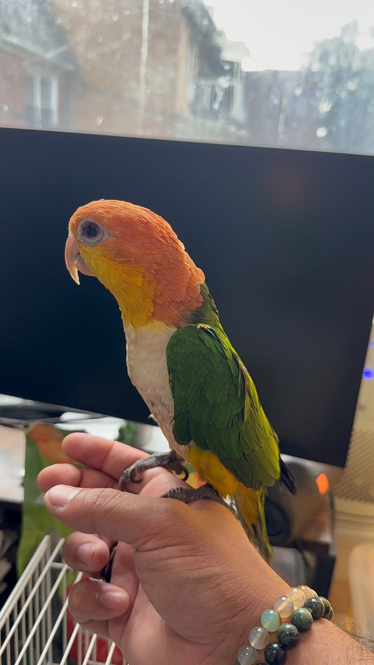 1-Year-Old White-Bellied Caique – DNA Male – Tame image 4