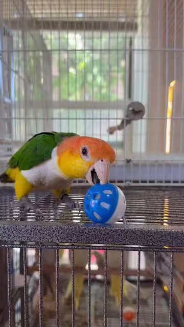1-Year-Old White-Bellied Caique – DNA Male – Tame image 2