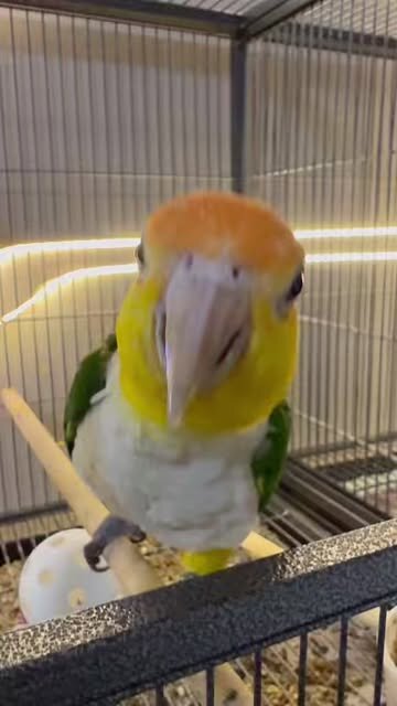 1-Year-Old White-Bellied Caique – DNA Male – Tame image 1