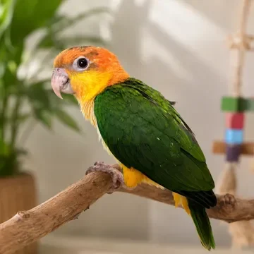 1-Year-Old White-Bellied Caique – DNA Male – Tame image 3