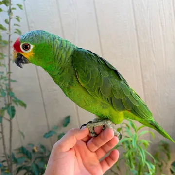 Red-Lored Amazon Parrot – NYC image 1