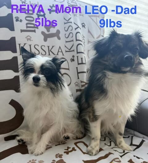 Adorable Havanese/Maltese/Pomeranian/Papillon Pupp image 7