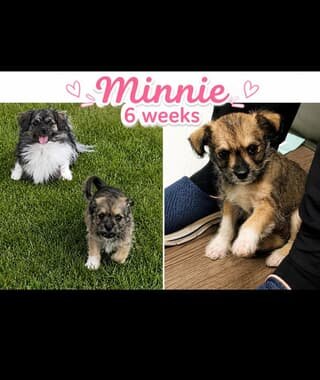 Adorable Havanese/Maltese/Pomeranian/Papillon Pupp image 8