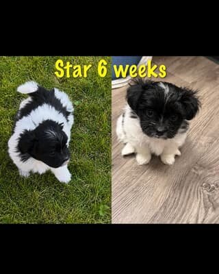 Adorable Havanese/Maltese/Pomeranian/Papillon Pupp image 5