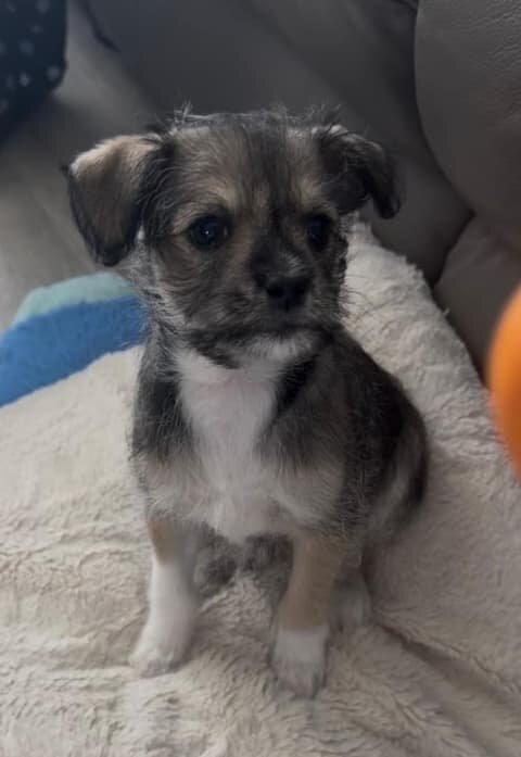 Adorable Havanese/Maltese/Pomeranian/Papillon Pupp image 6