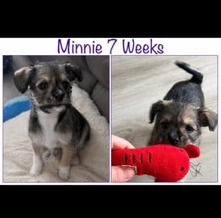 Adorable Havanese/Maltese/Pomeranian/Papillon Pupp image 4