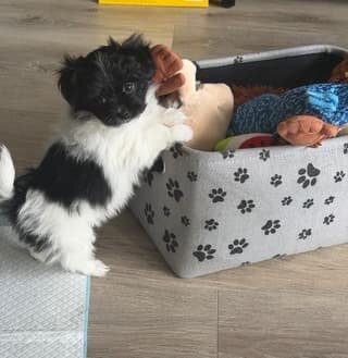 Adorable Havanese/Maltese/Pomeranian/Papillon Pupp image 2