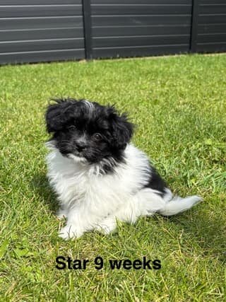 Adorable Havanese/Maltese/Pomeranian/Papillon Pupp image 1