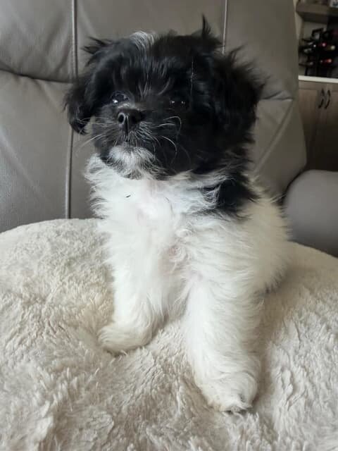 Adorable Havanese/Maltese/Pomeranian/Papillon Pupp image 9