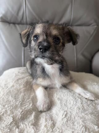Adorable Havanese/Maltese/Pomeranian/Papillon Pupp image 3