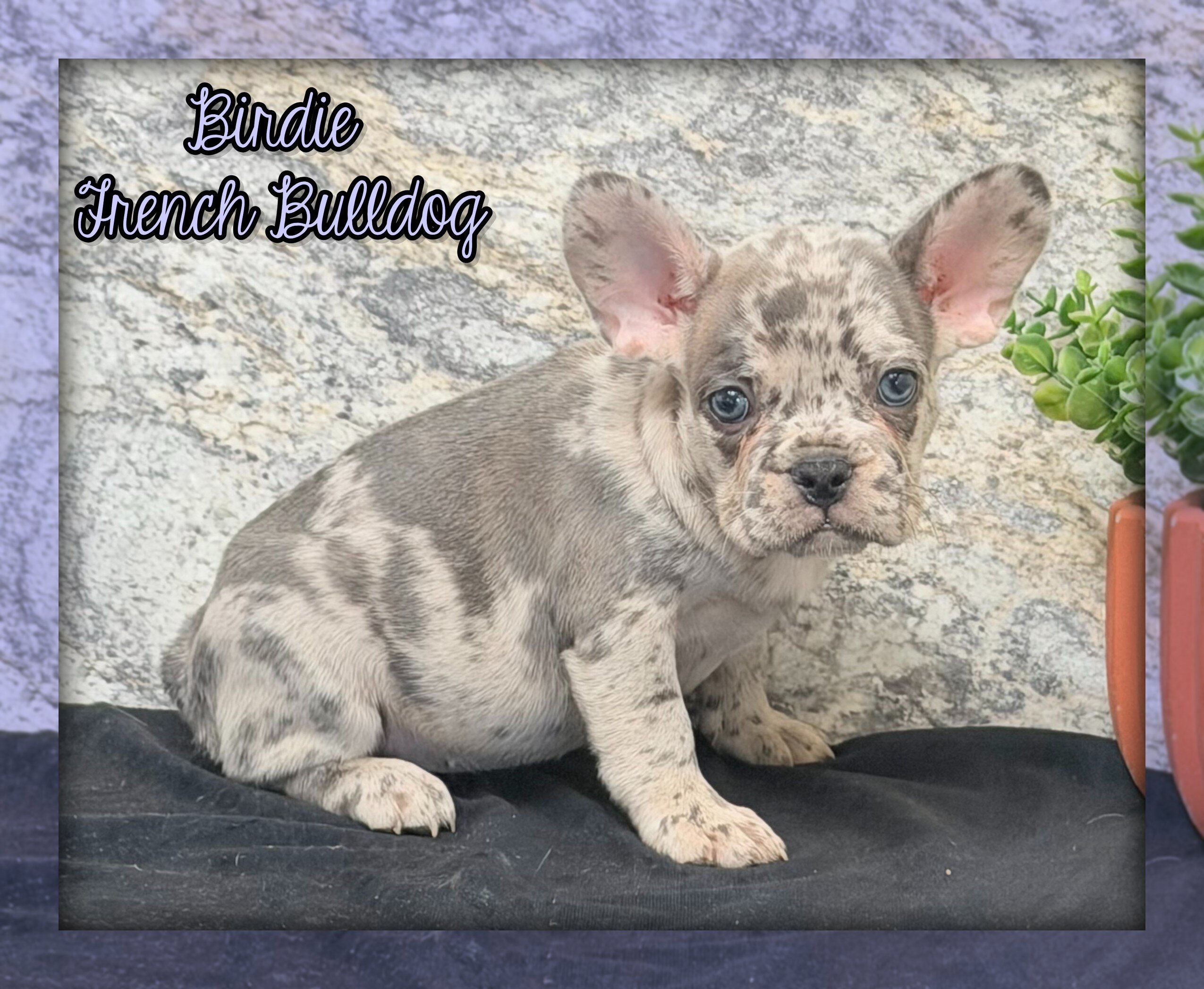 Birdie Female AKC French Bulldog image 1