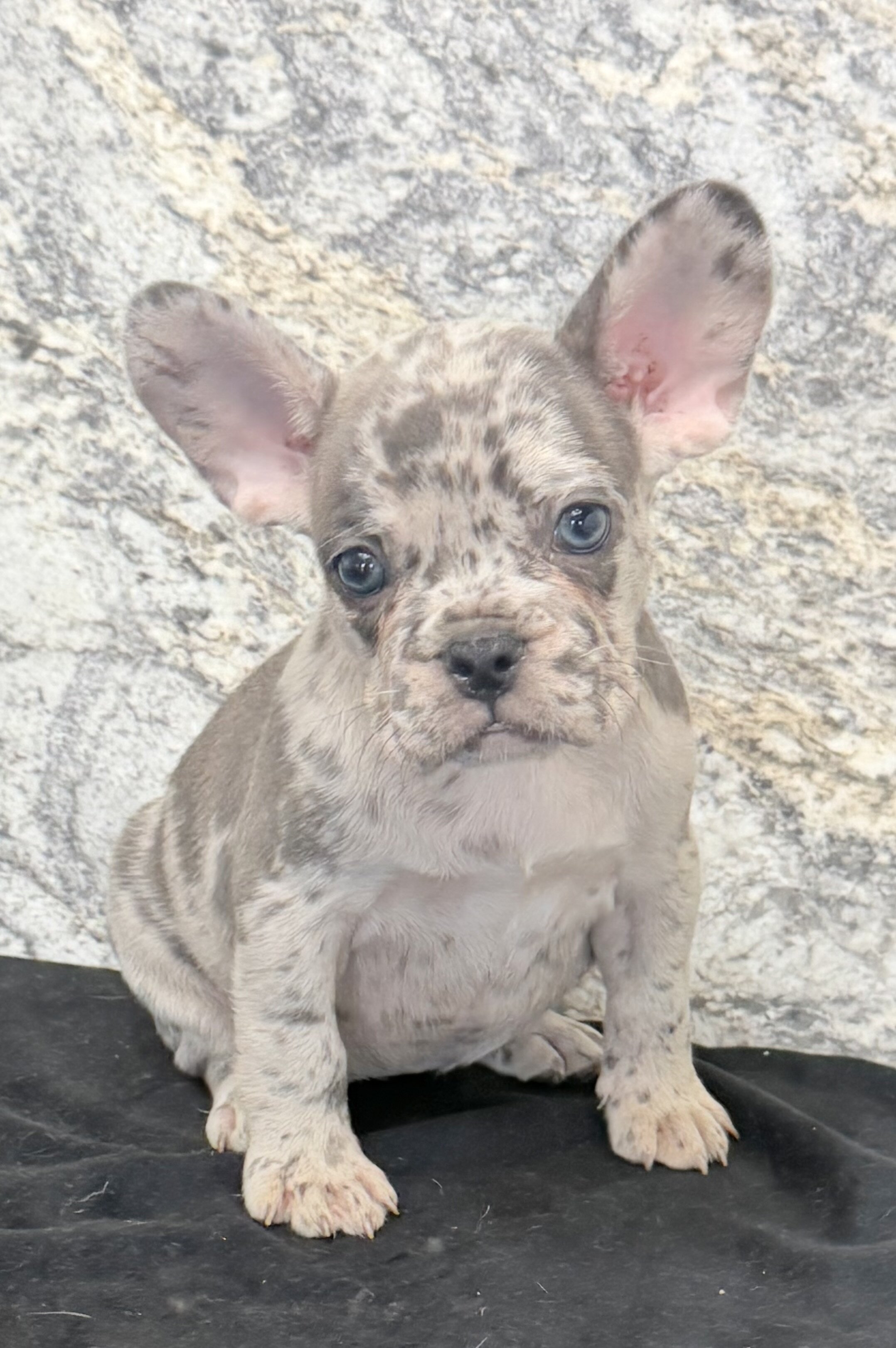 Birdie Female AKC French Bulldog image 2