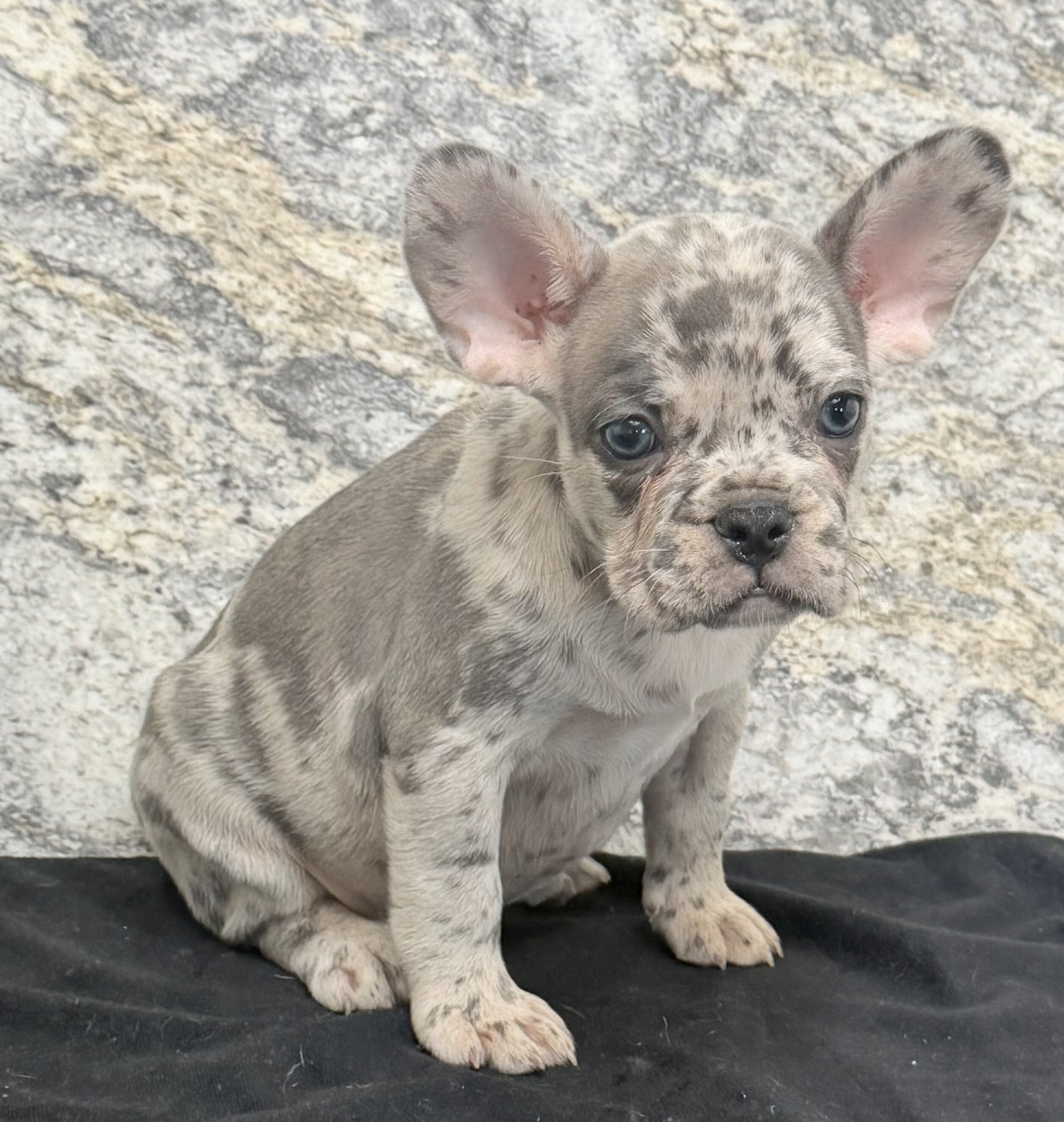 Birdie Female AKC French Bulldog image 3