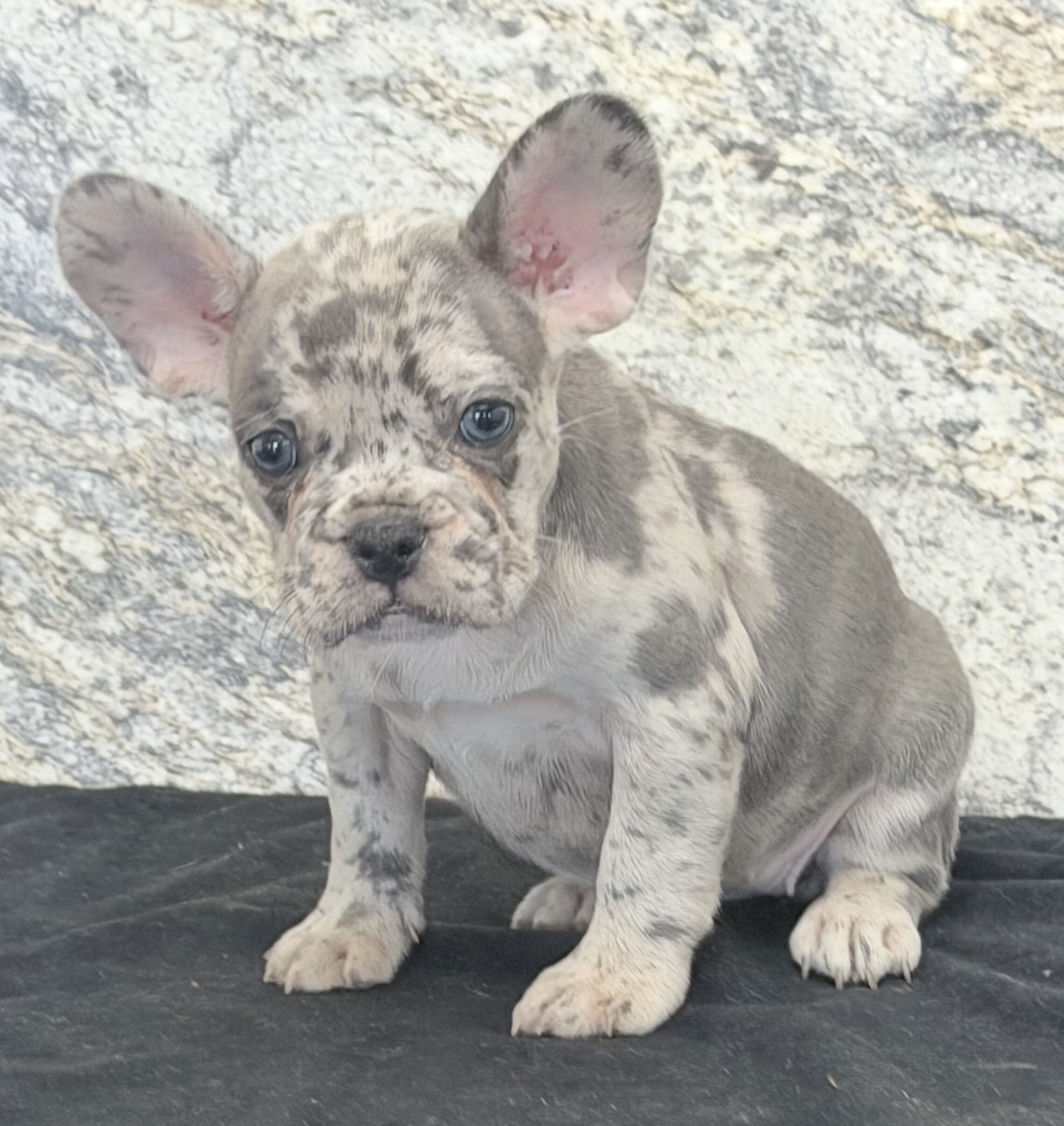 Birdie Female AKC French Bulldog image 4