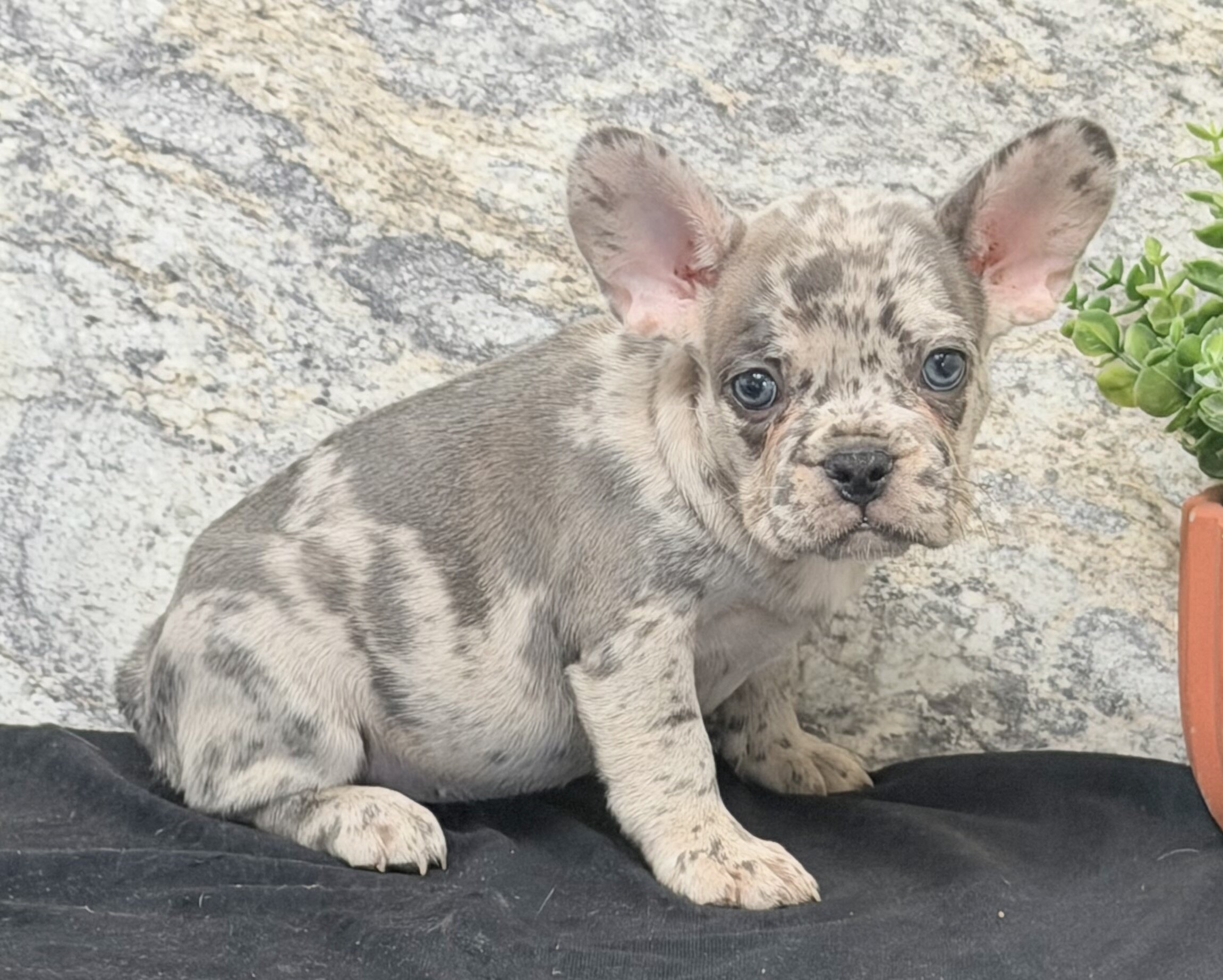 Birdie Female AKC French Bulldog image 5