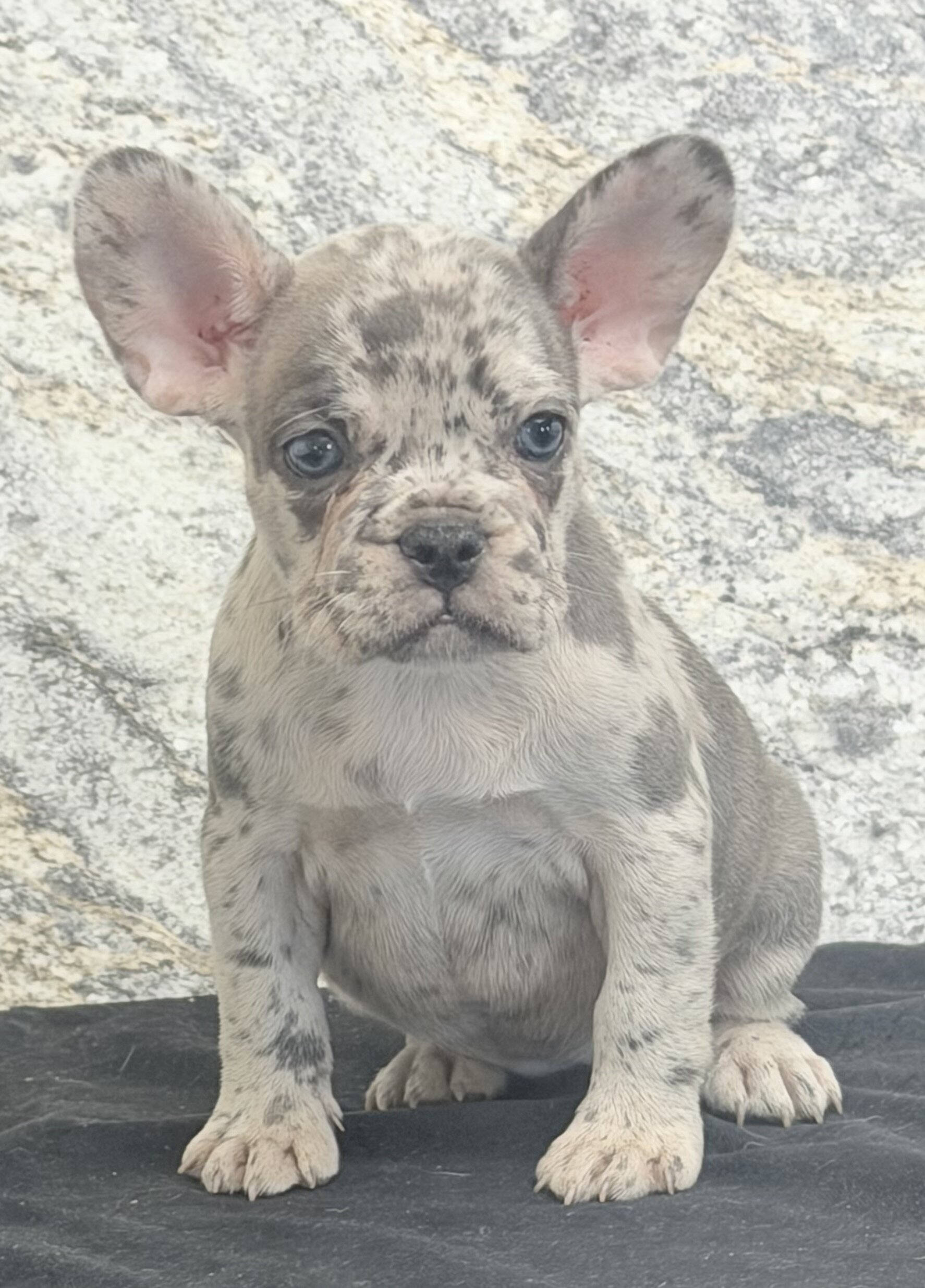 Birdie Female AKC French Bulldog image 6