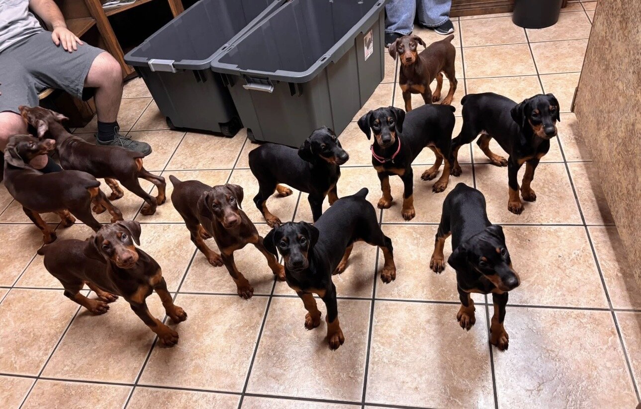 American/European Dobermans image 1