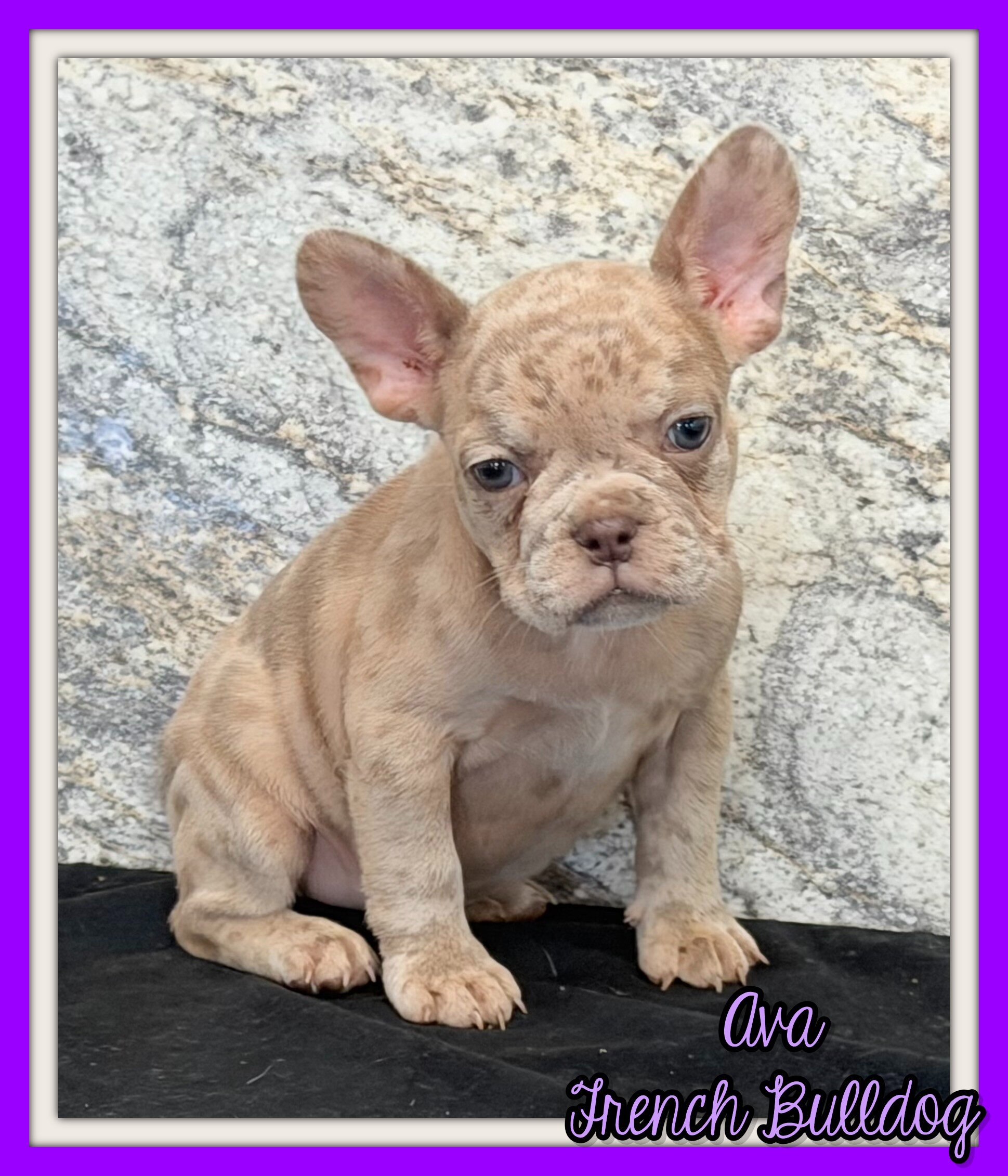 Ava Female AKC French Bulldog image 1