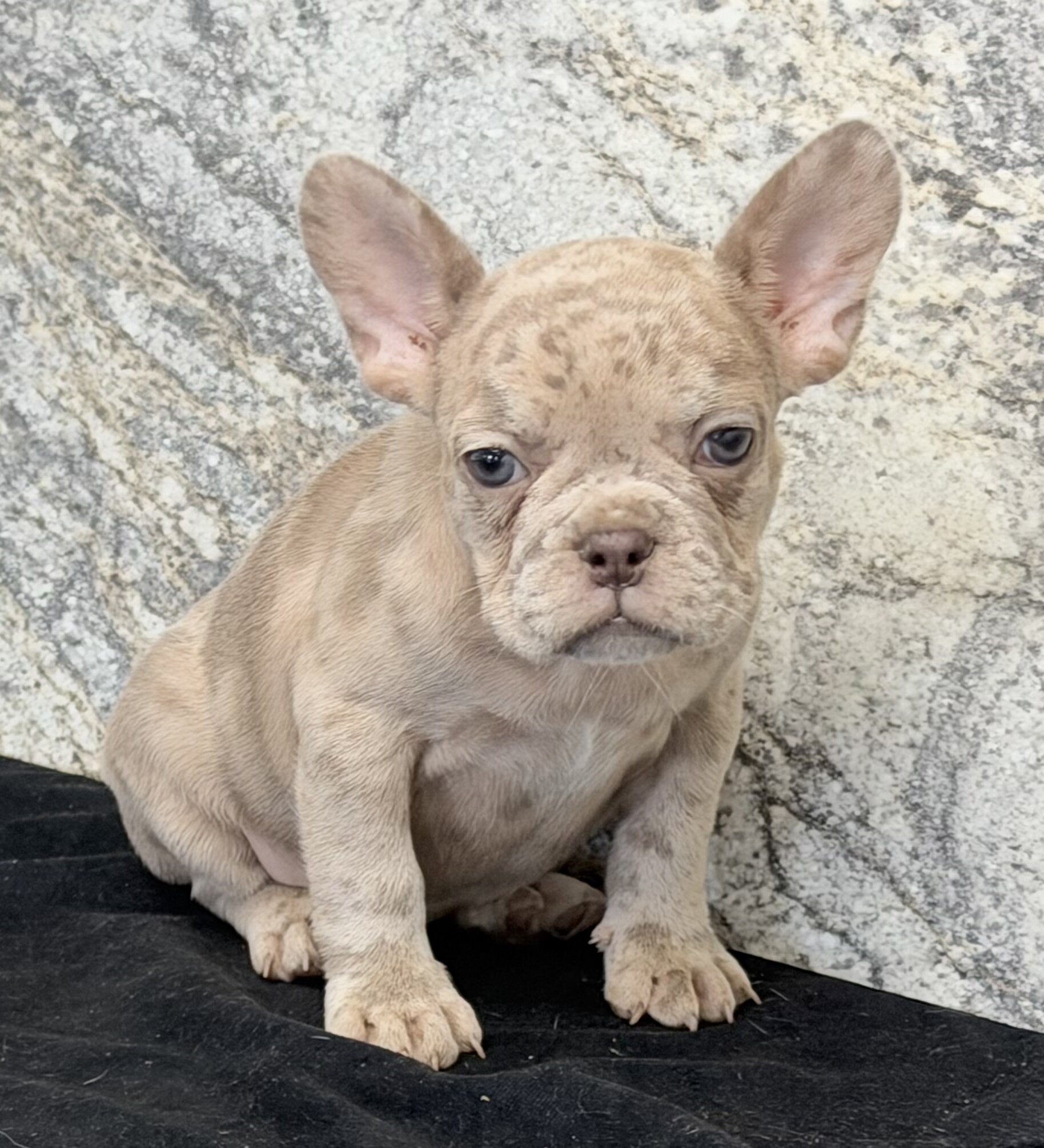 Ava Female AKC French Bulldog image 2