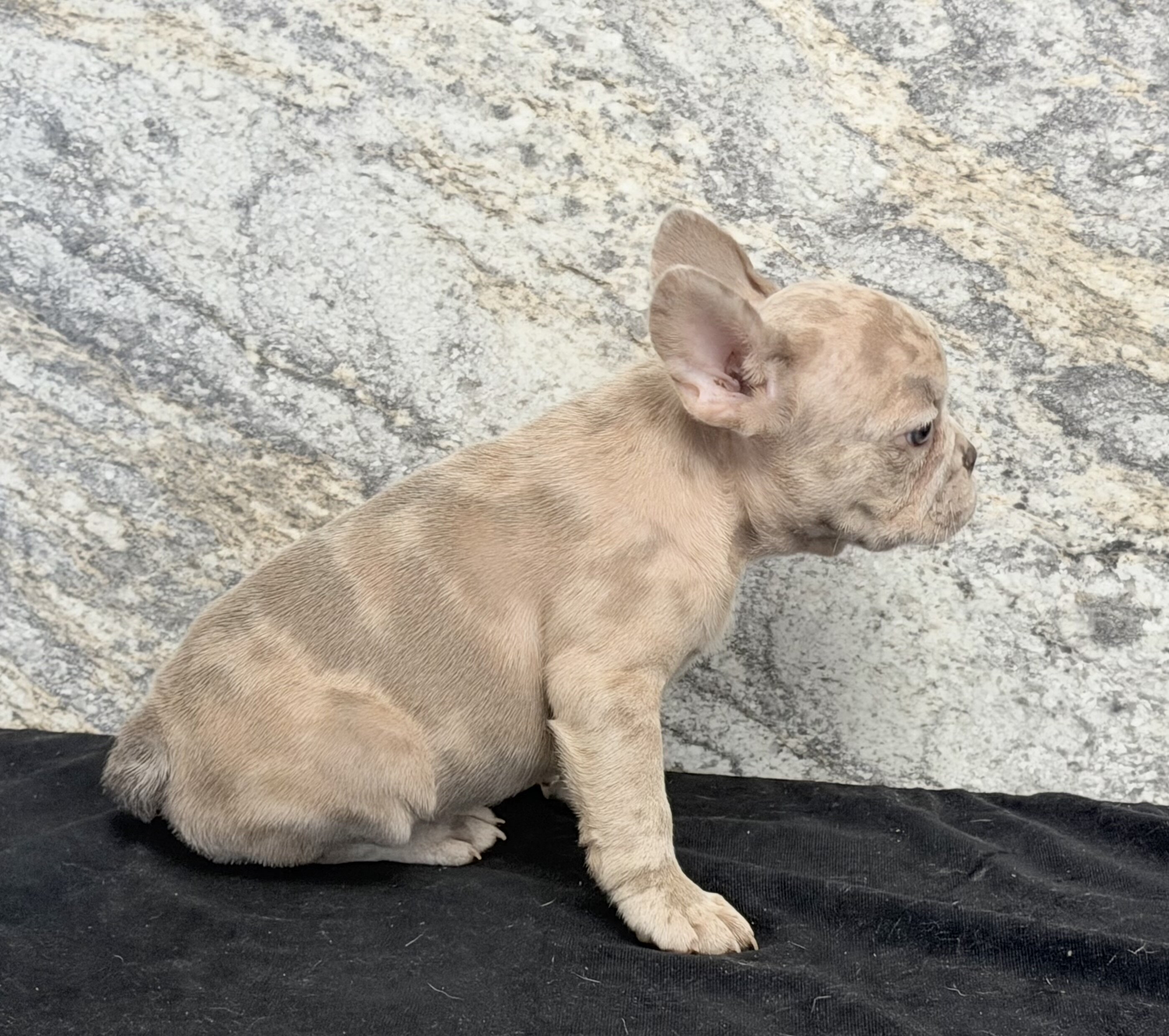 Ava Female AKC French Bulldog image 3