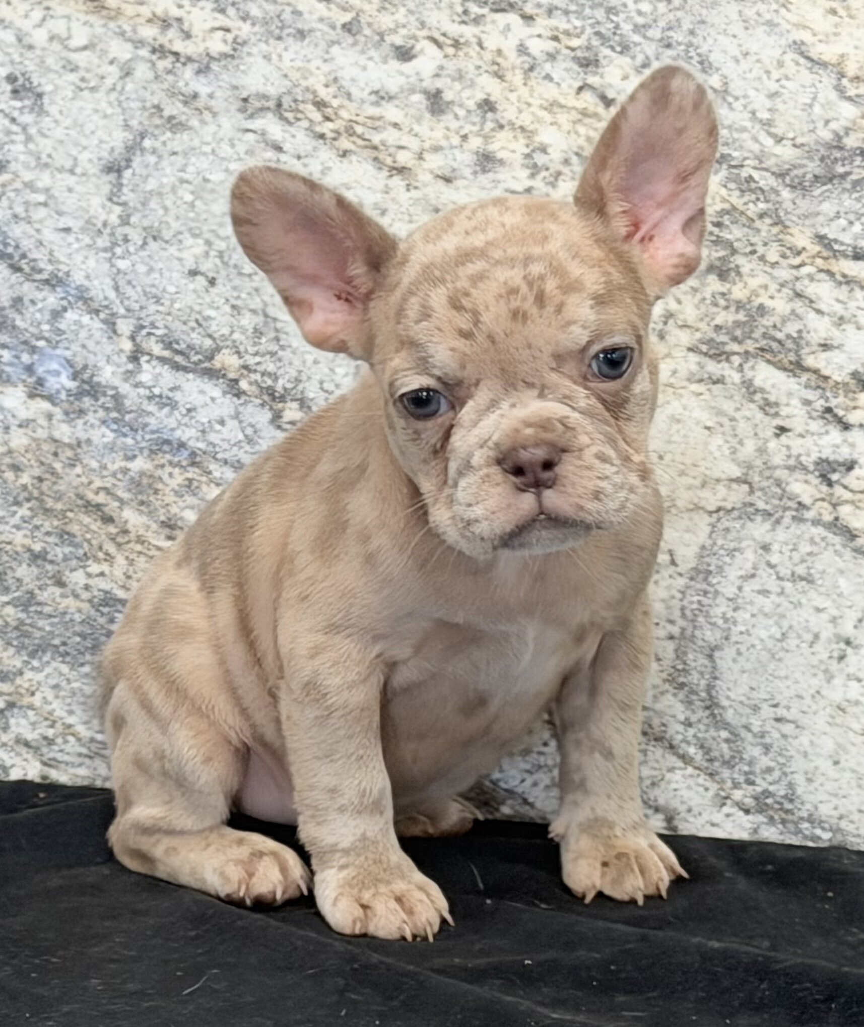 Ava Female AKC French Bulldog image 4