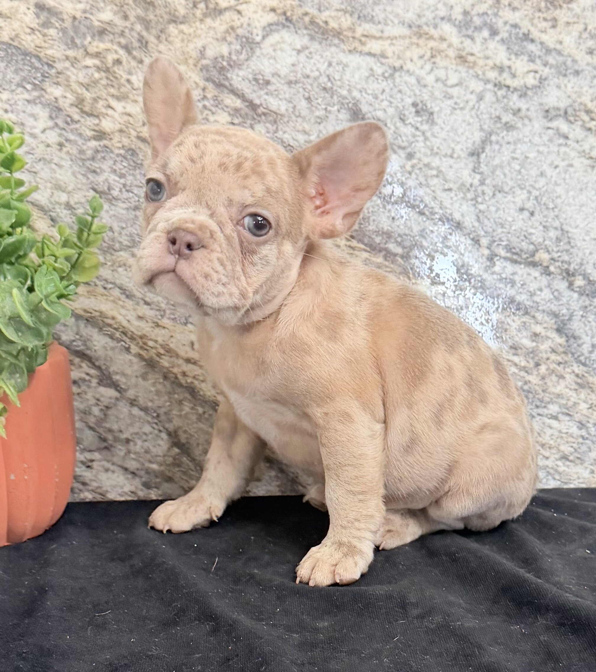 Ava Female AKC French Bulldog image 5
