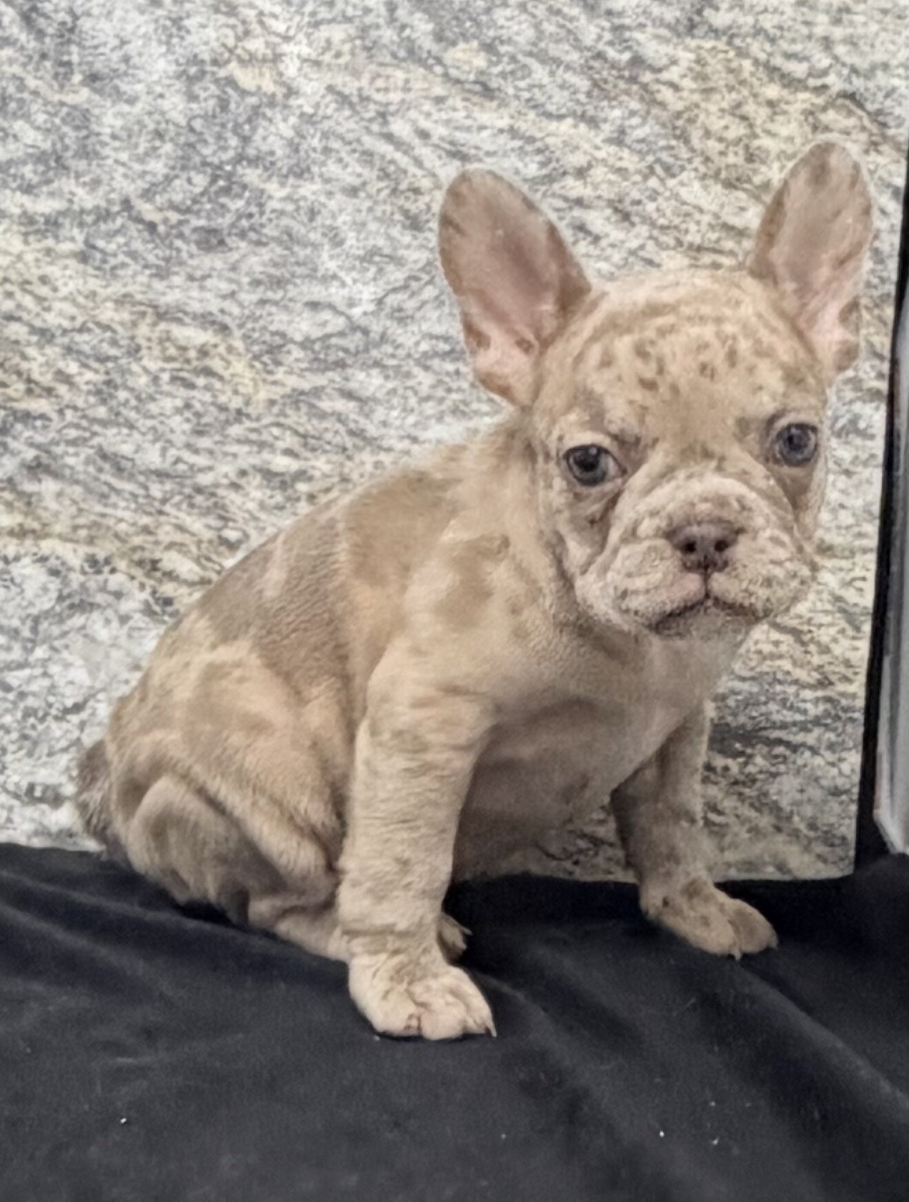 Ava Female AKC French Bulldog image 6