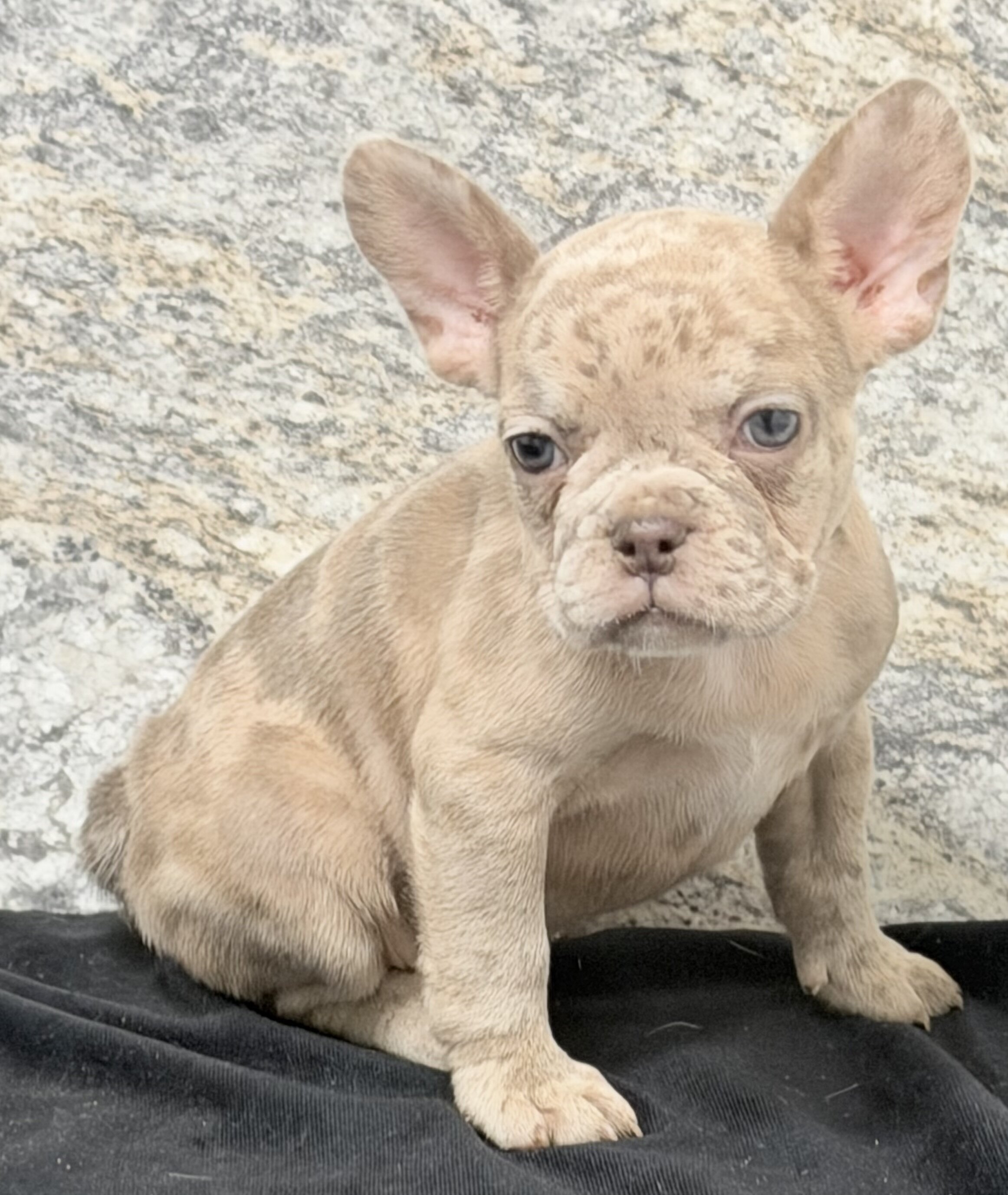 Ava Female AKC French Bulldog image 7
