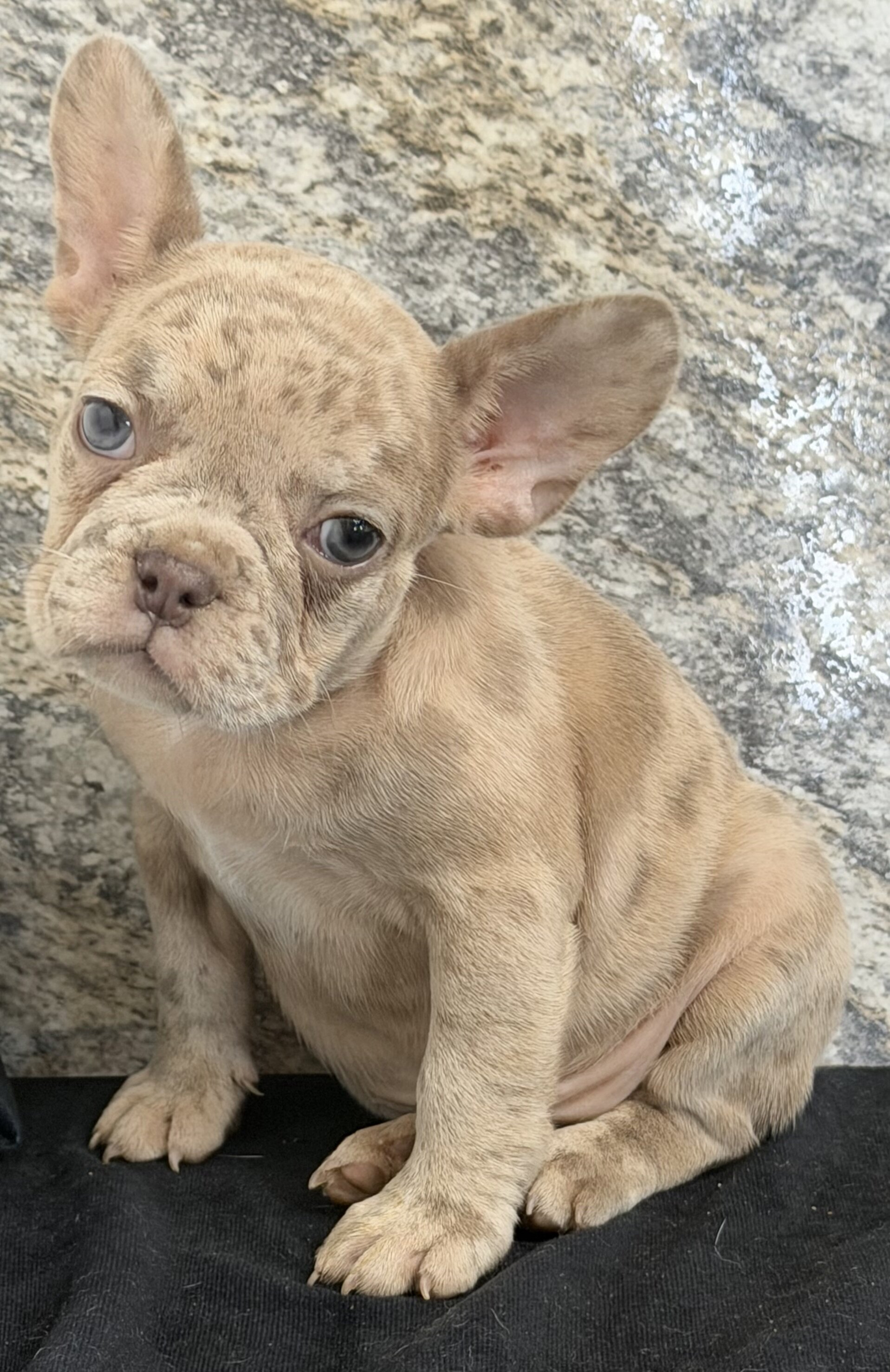 Ava Female AKC French Bulldog image 8