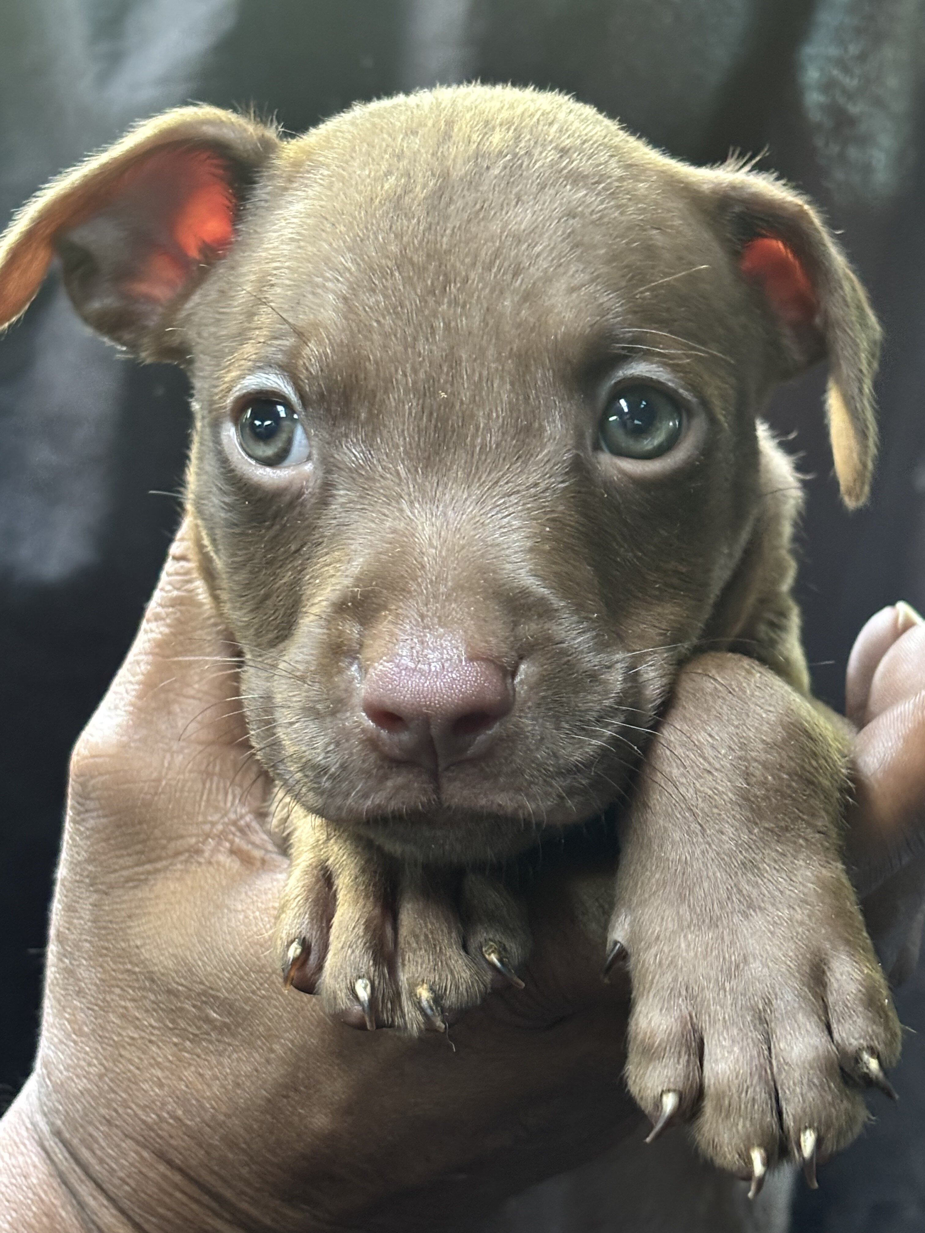 Tri color Red Nose Pitbull puppies image 2