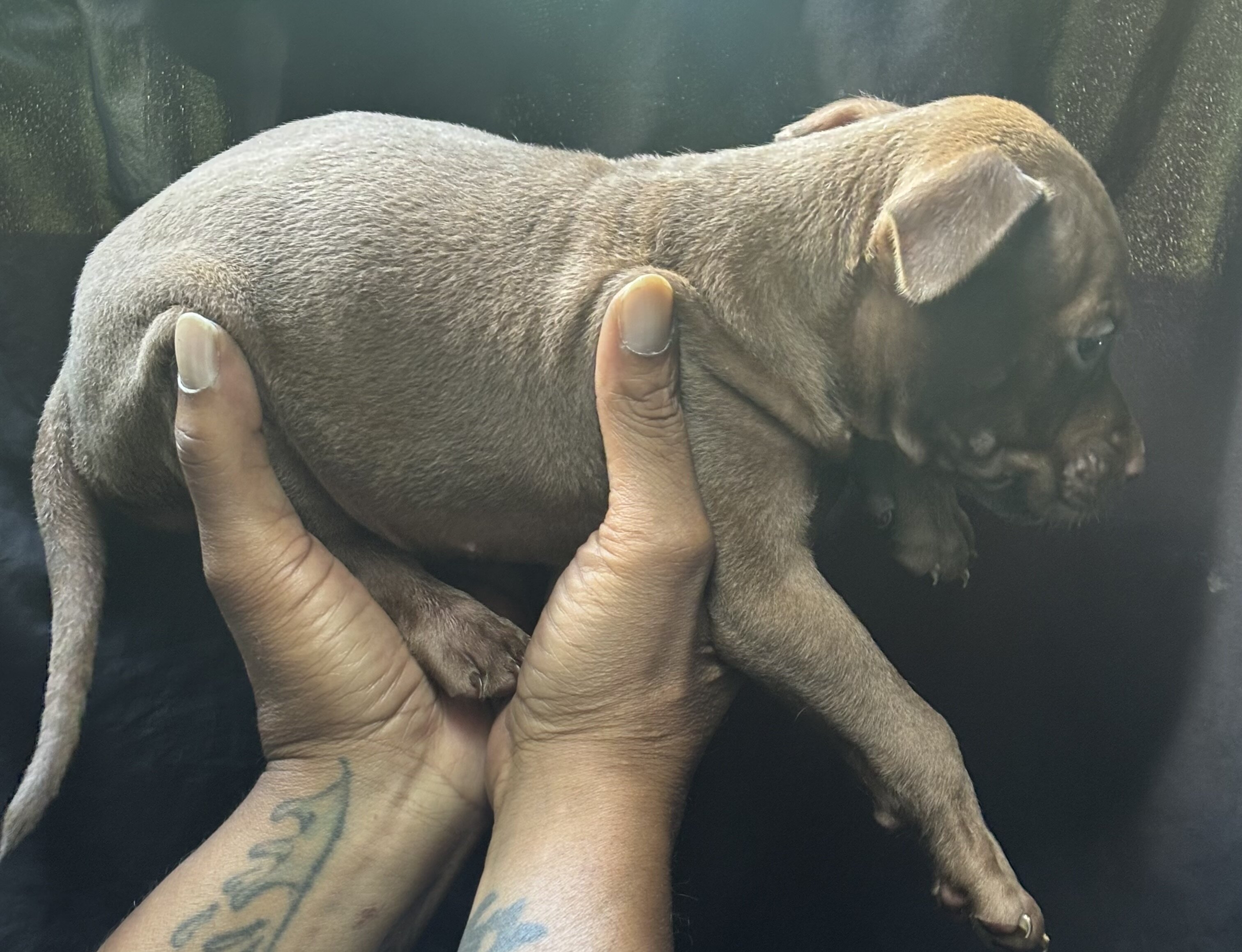 Tri color Red Nose Pitbull puppies image 6
