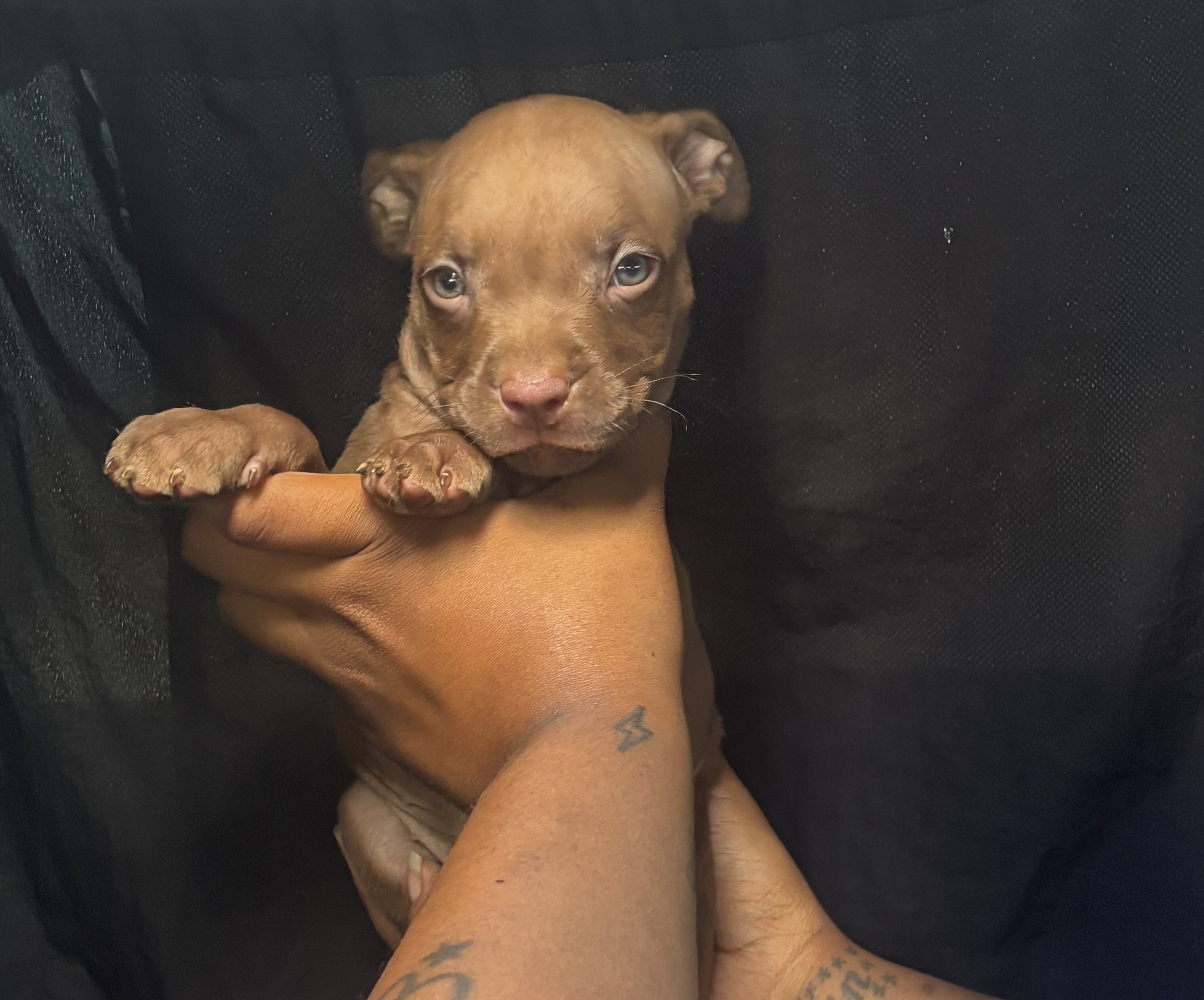 Tri color Red Nose Pitbull puppies image 5